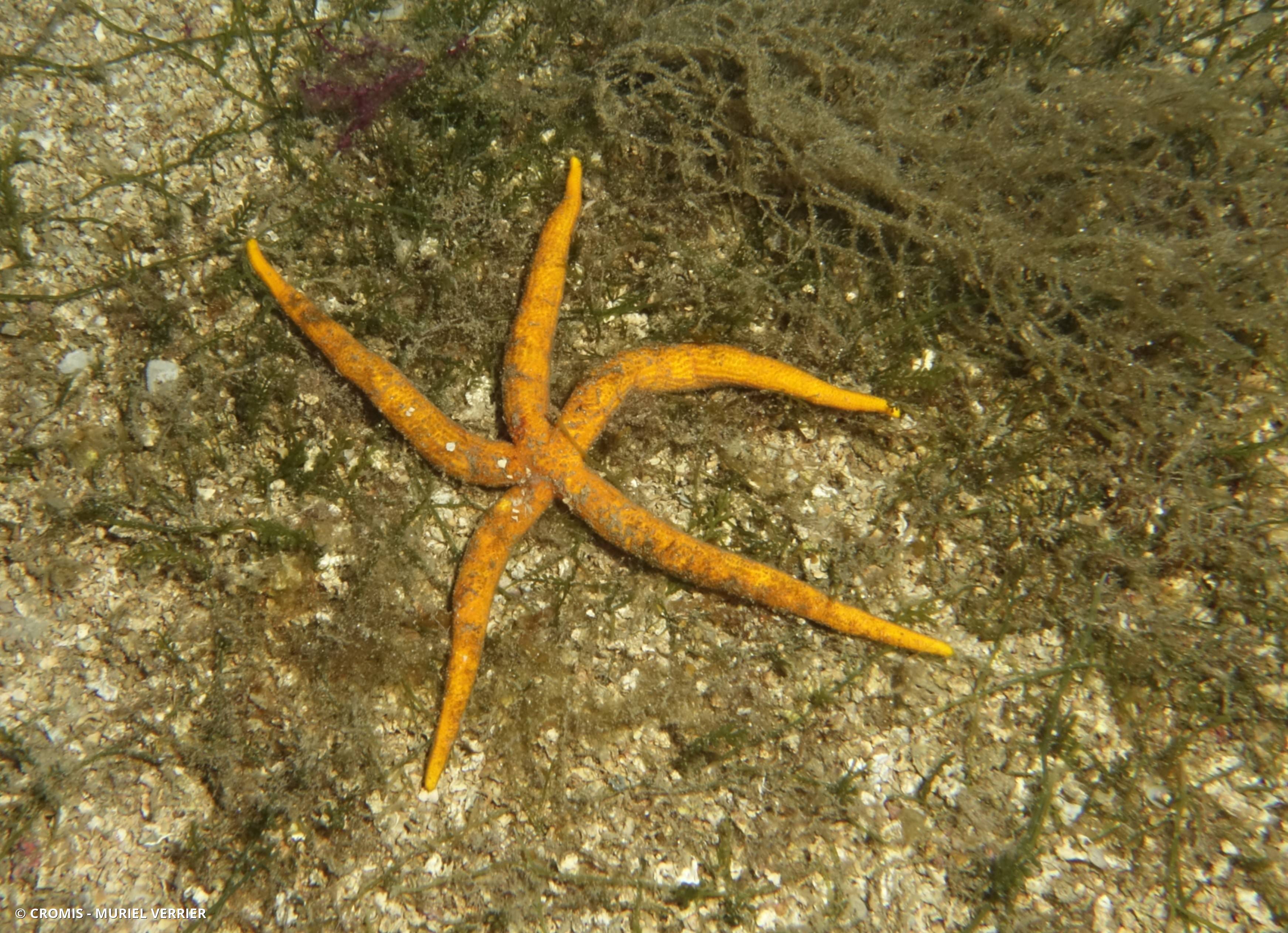 Etoile de mer aux longs bras