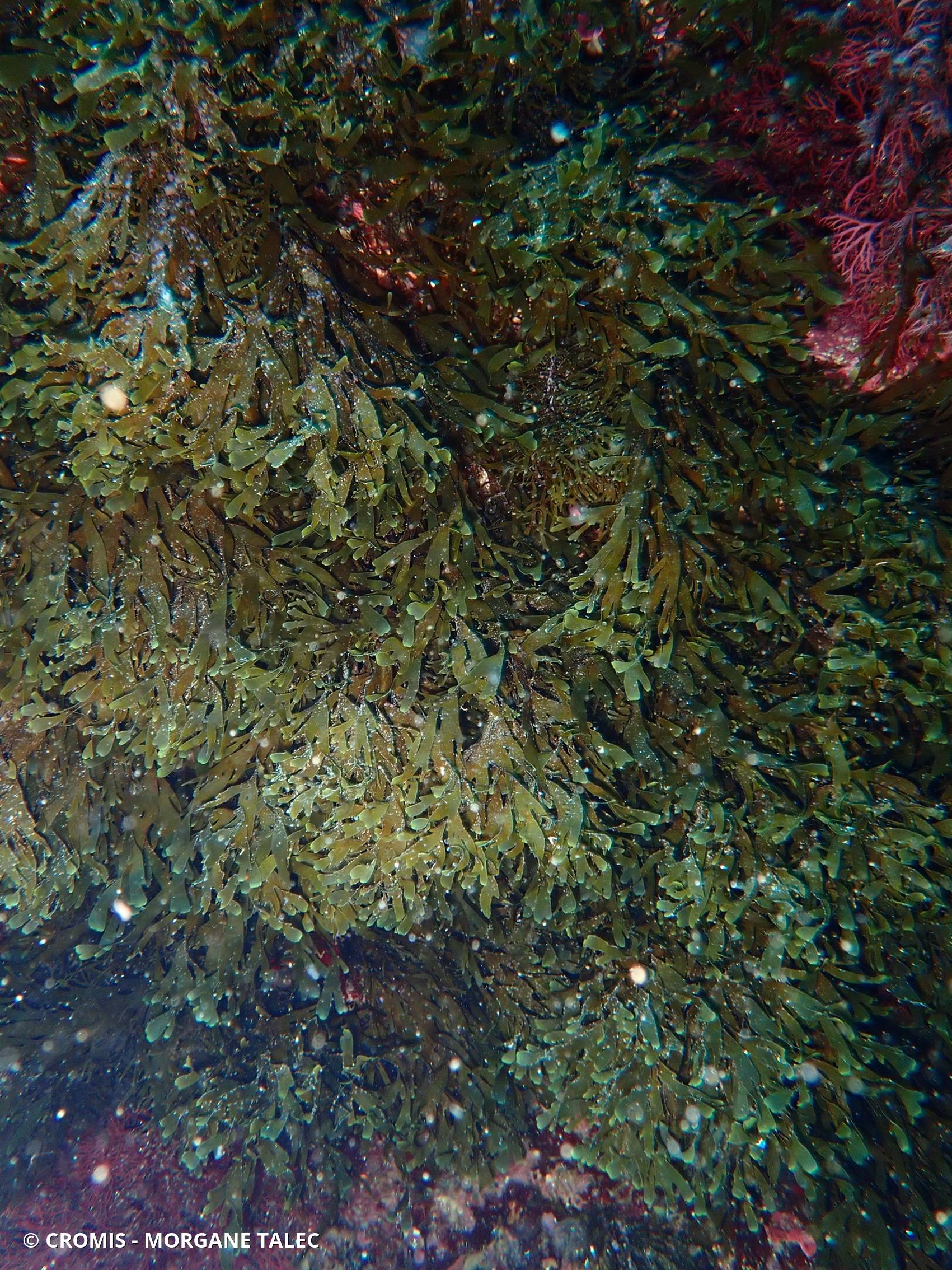 Dictyote d'Okamura