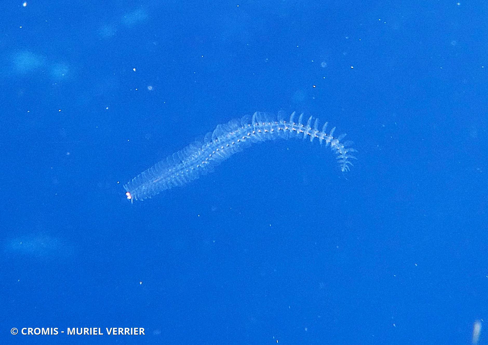 Phyllodoce planctonique