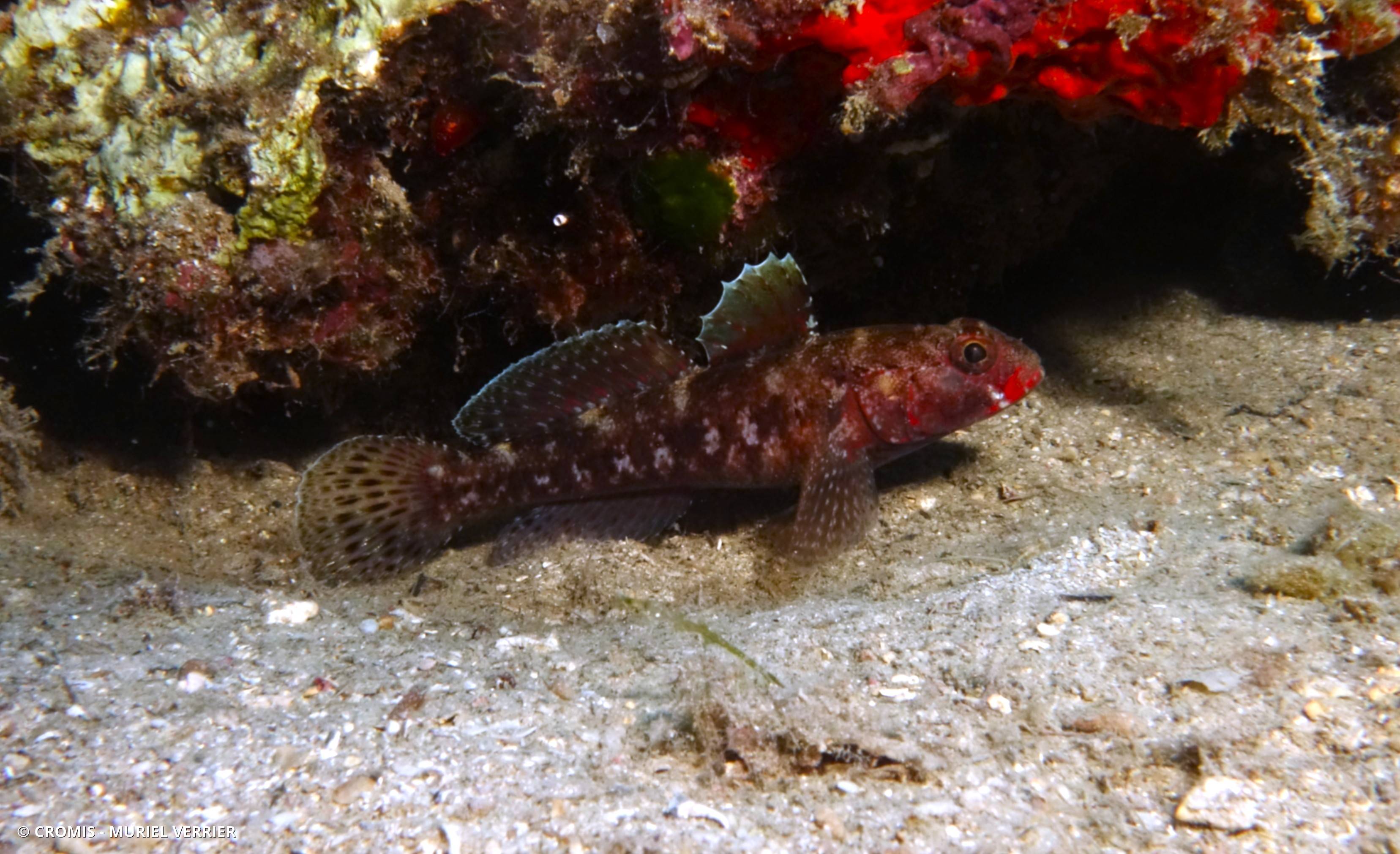 Gobie à bouche rouge