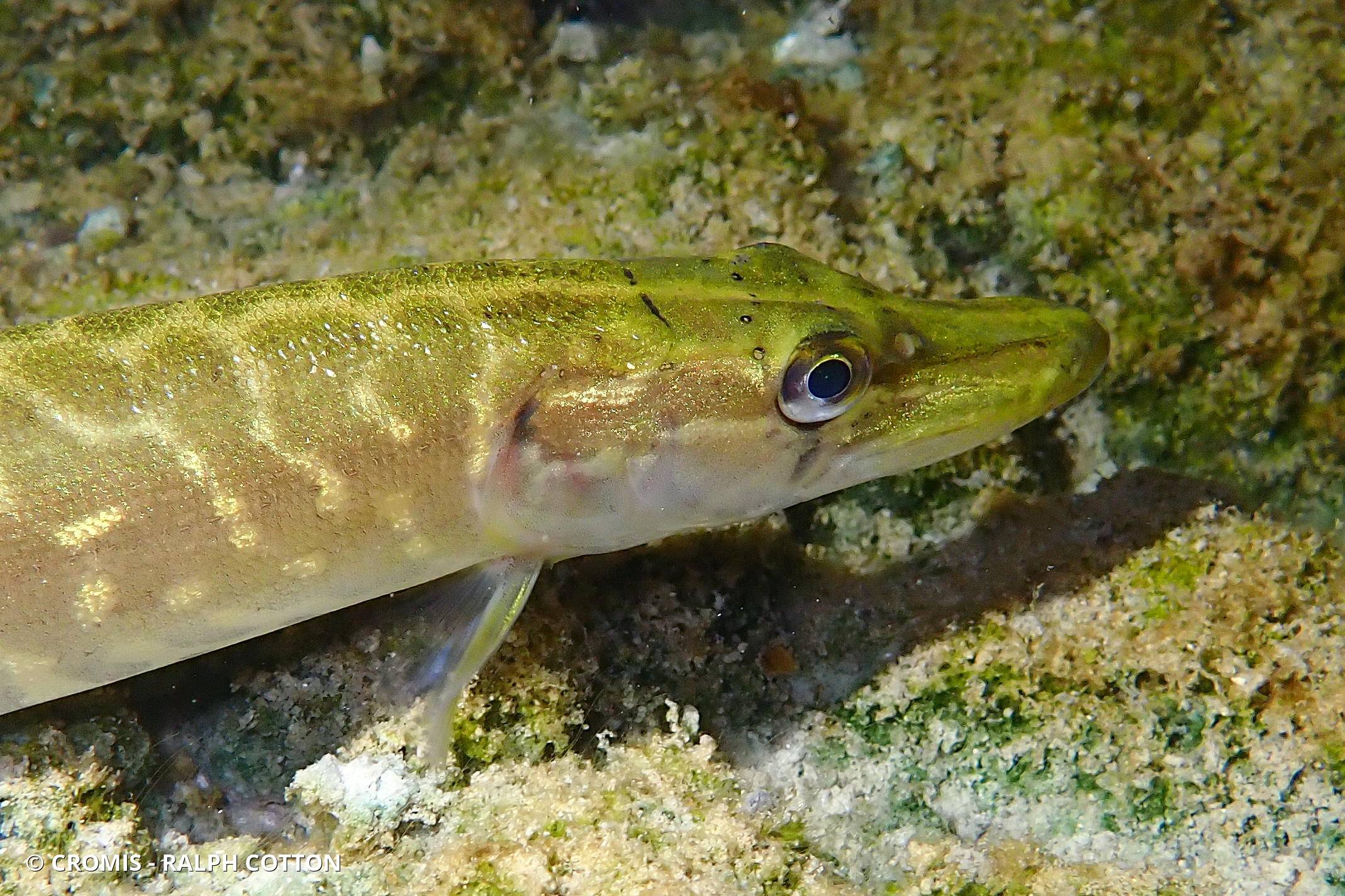 Brochet