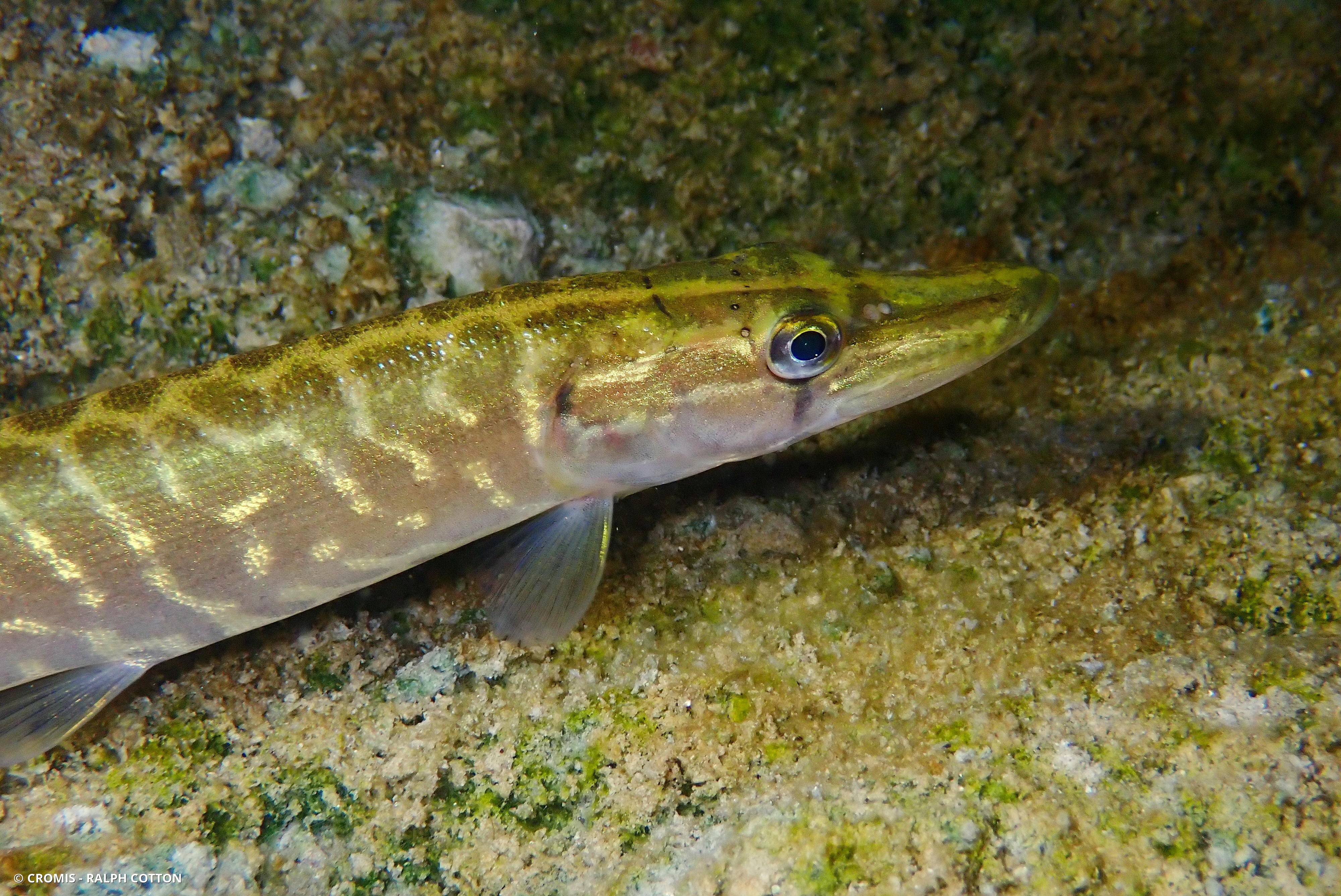 Brochet