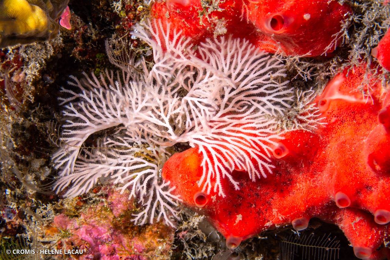 Bryozoaire à fouet