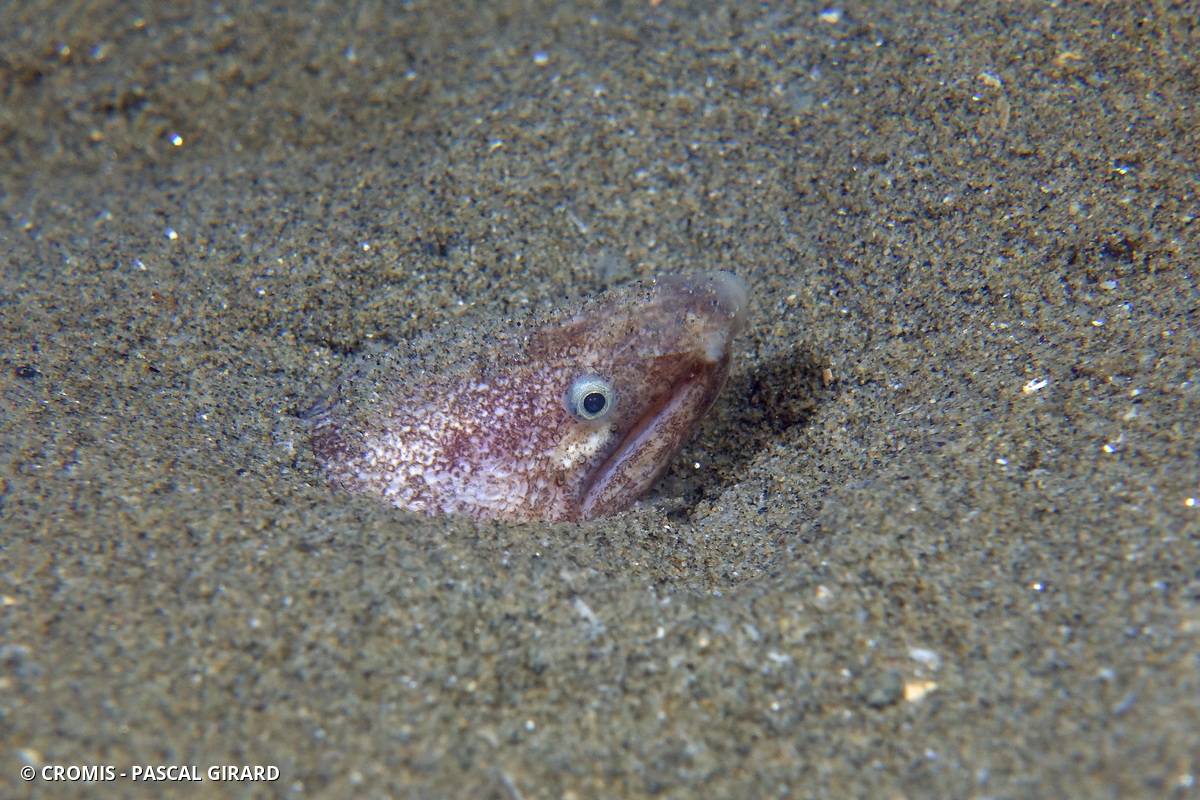 Serpenton imberbe