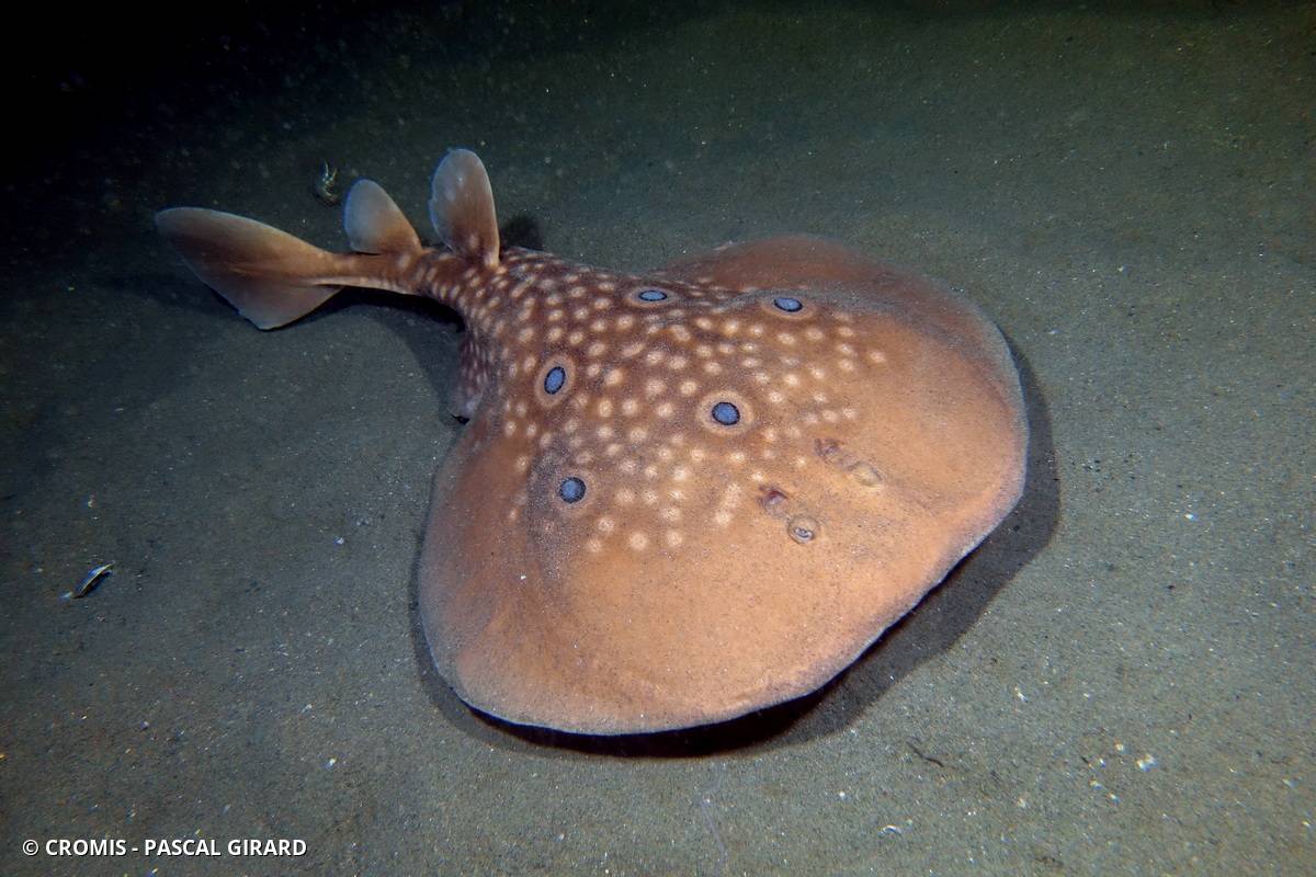 Torpille ocellée