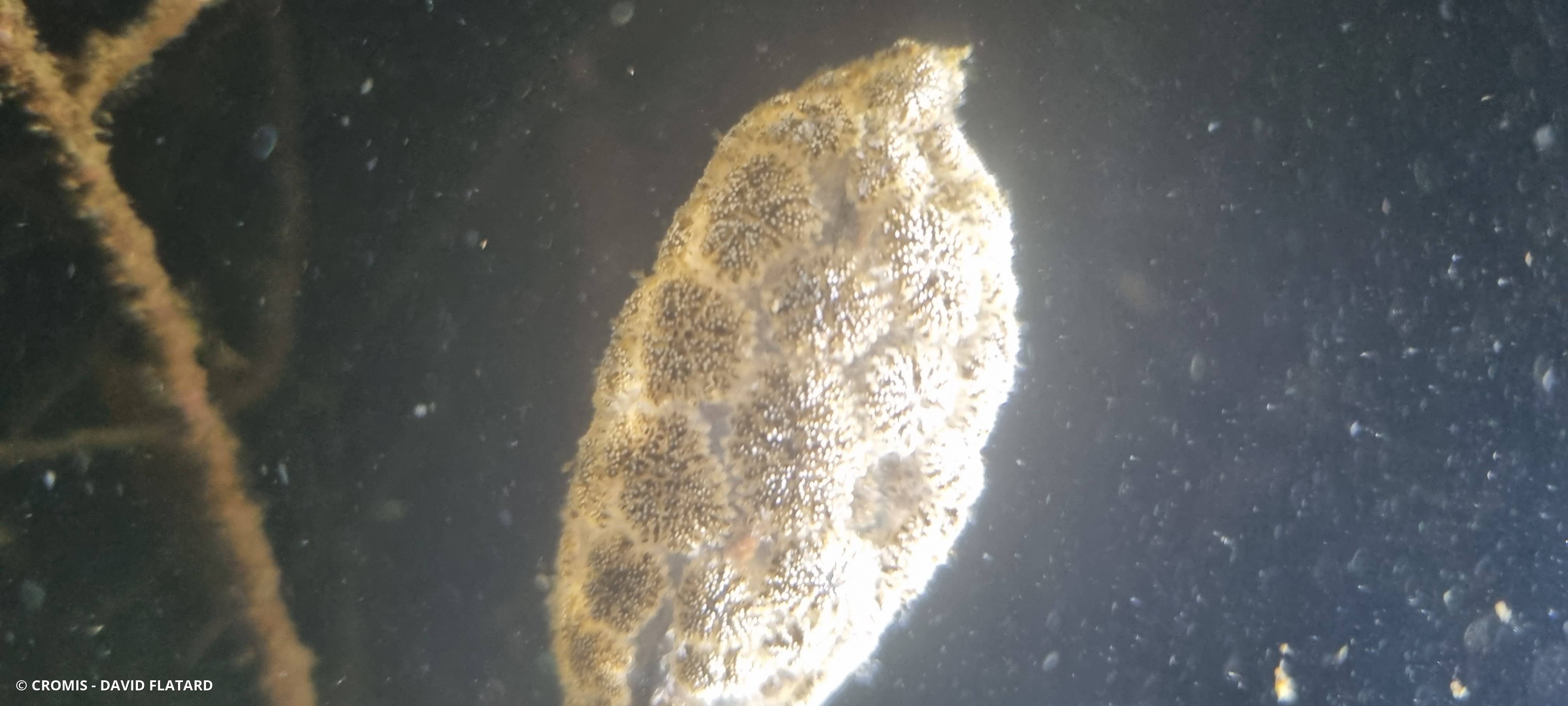 Pectinatelle