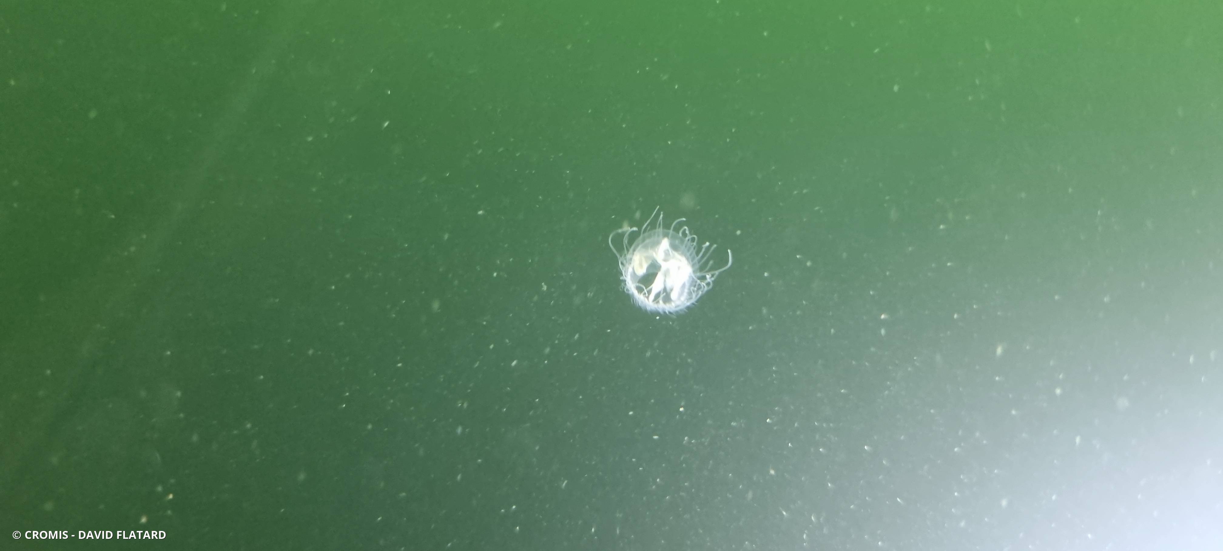Méduse d’eau douce