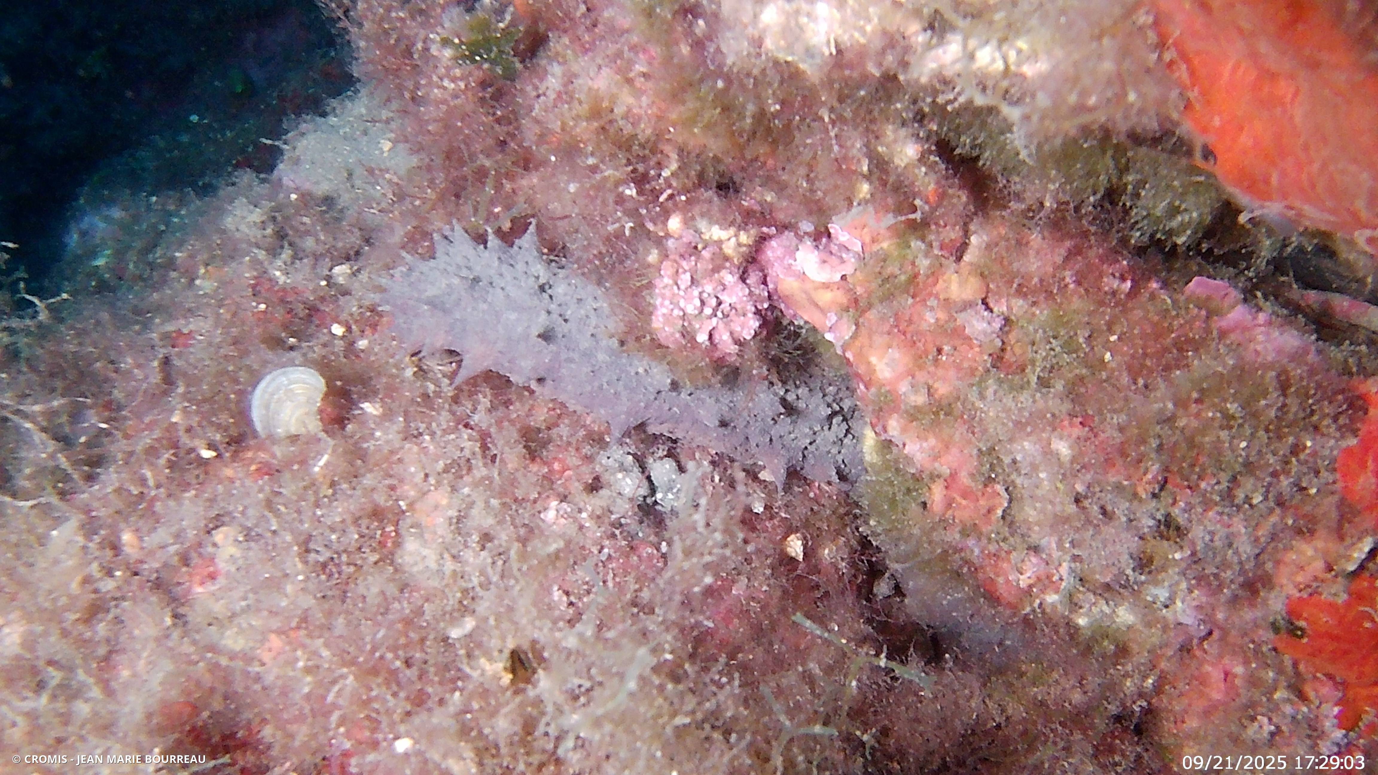 Holothurie tubuleuse