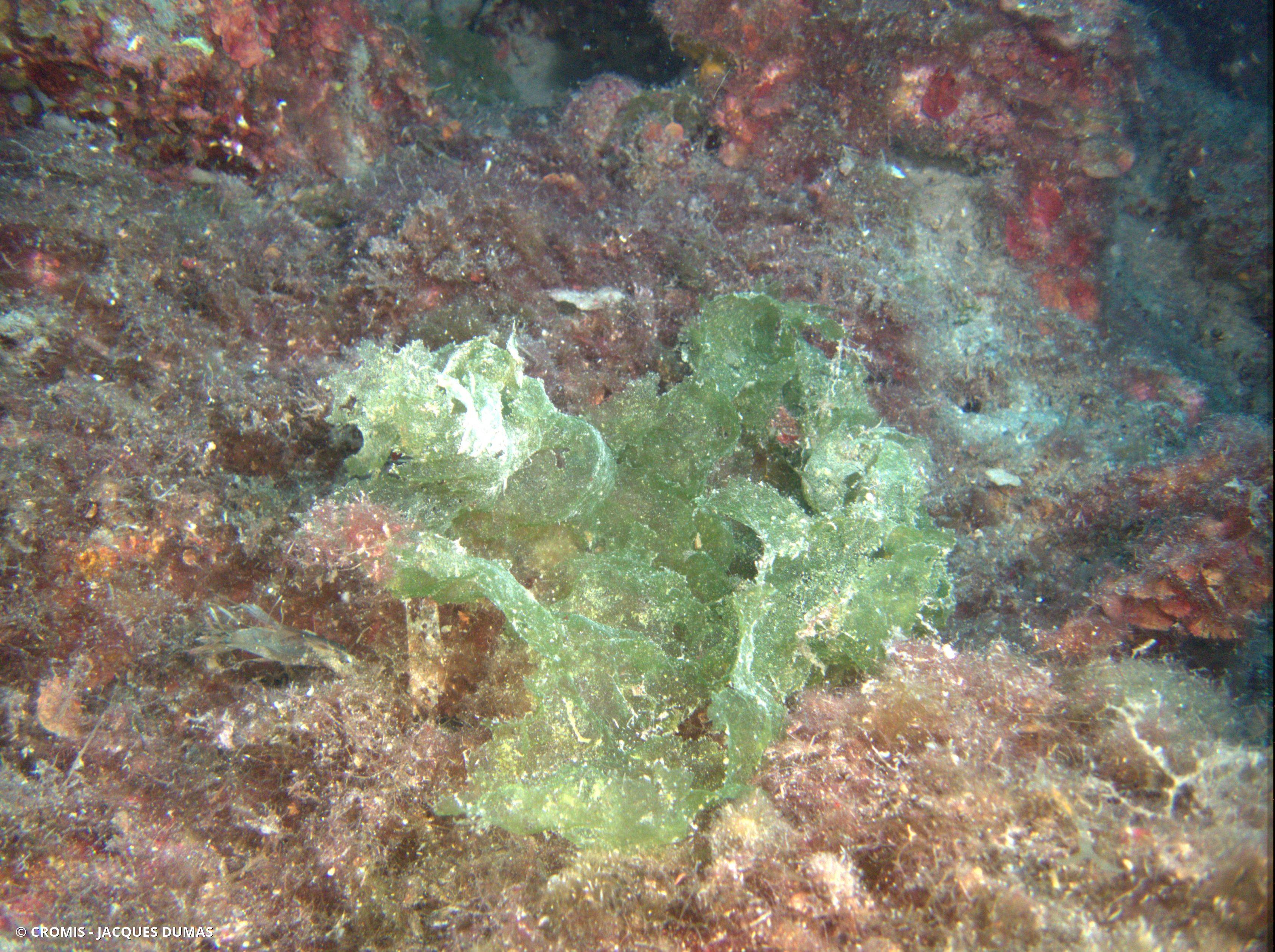 Ulve laitue de mer