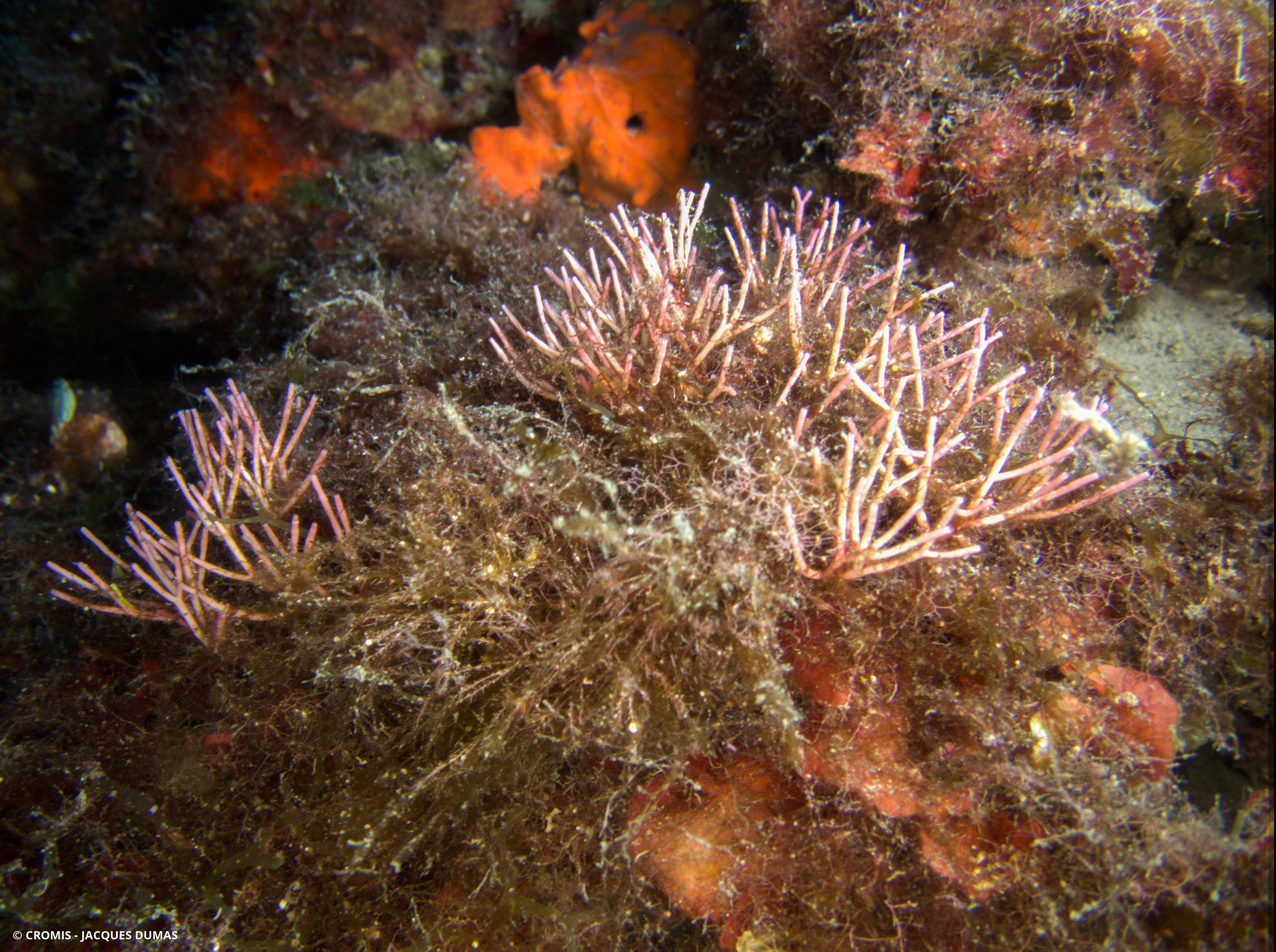 Amphiroa sciaphile