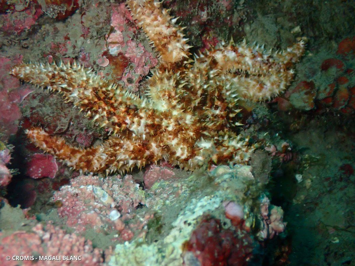 Etoile de mer épineuse