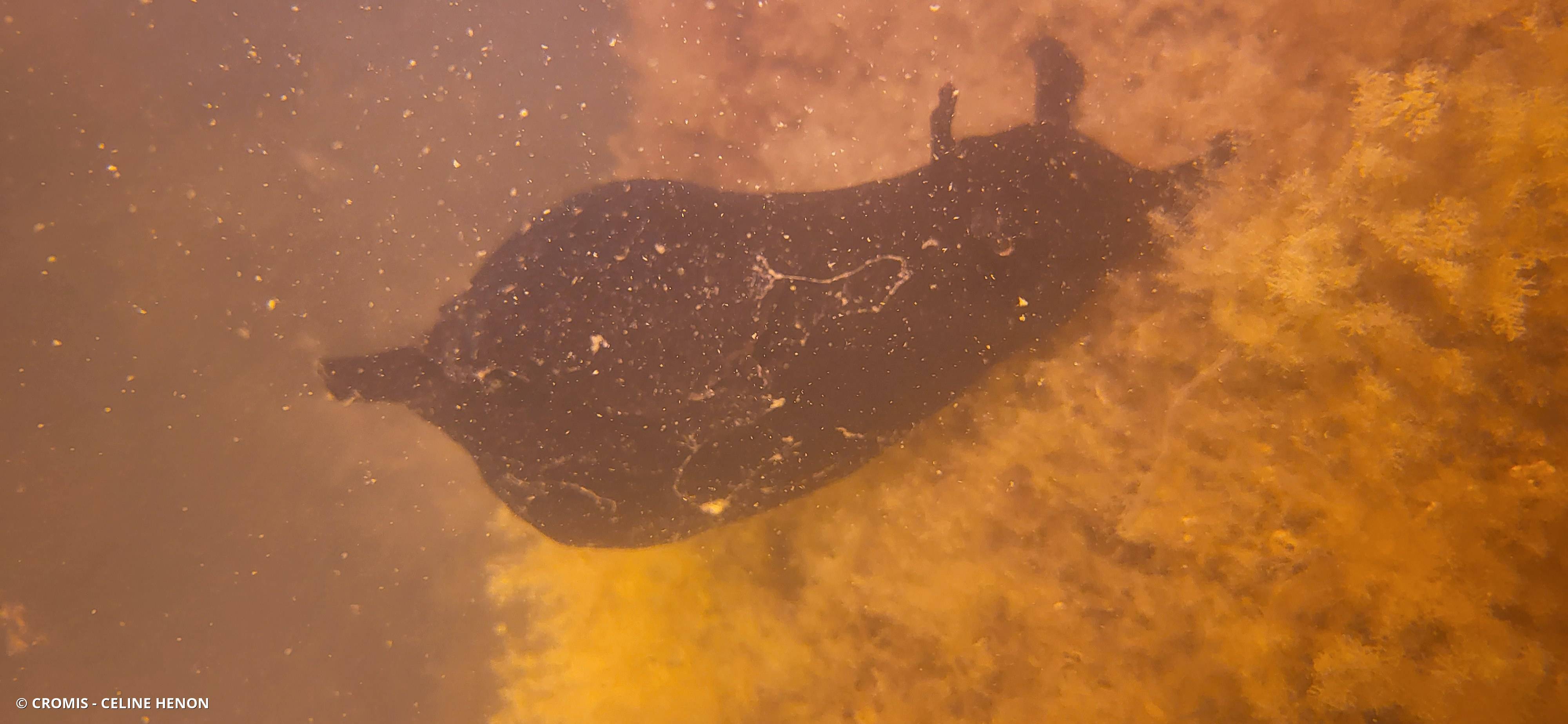 Lièvre de mer moucheté