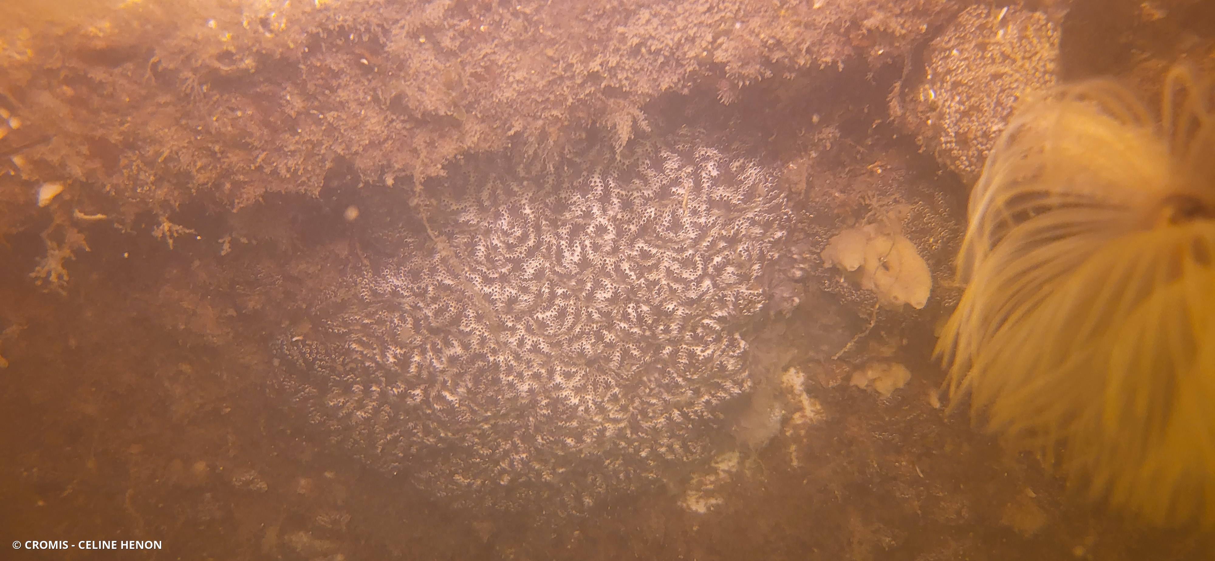 Didemne coriace