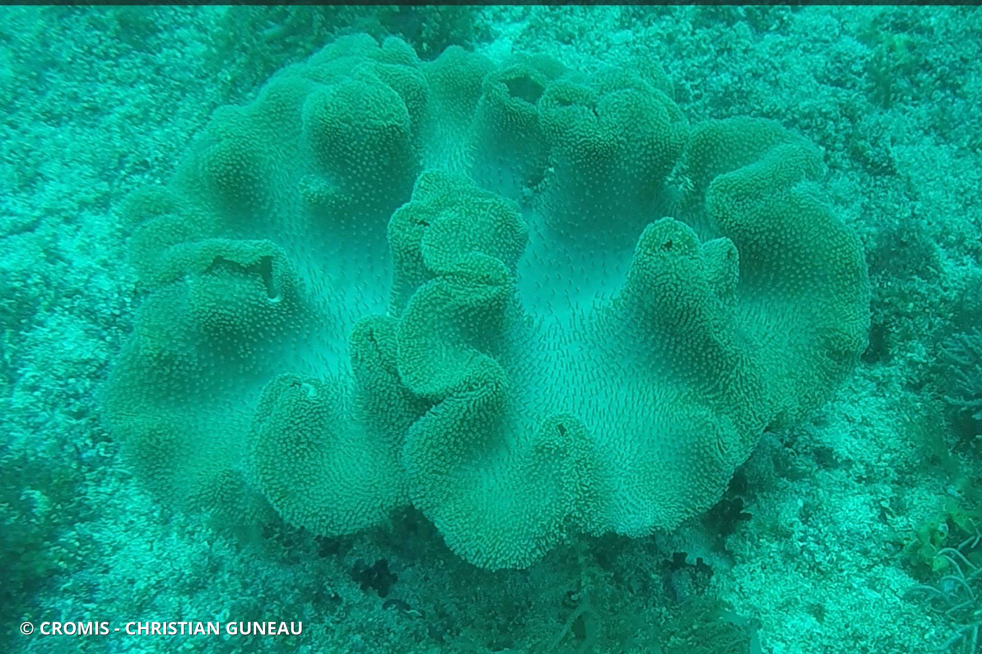 Alcyonaire champignon
