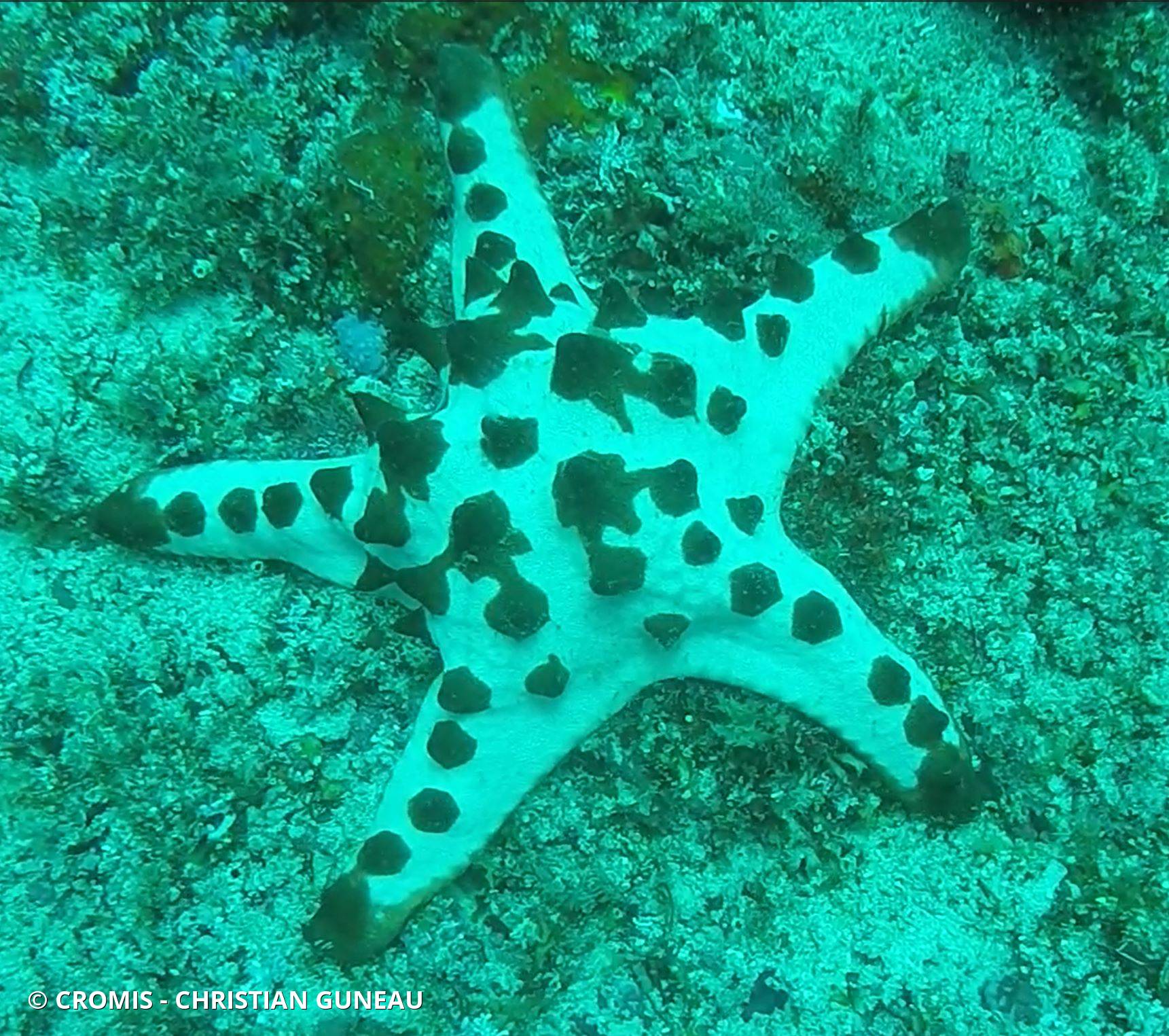 Etoile de mer à cornes du Pacifique