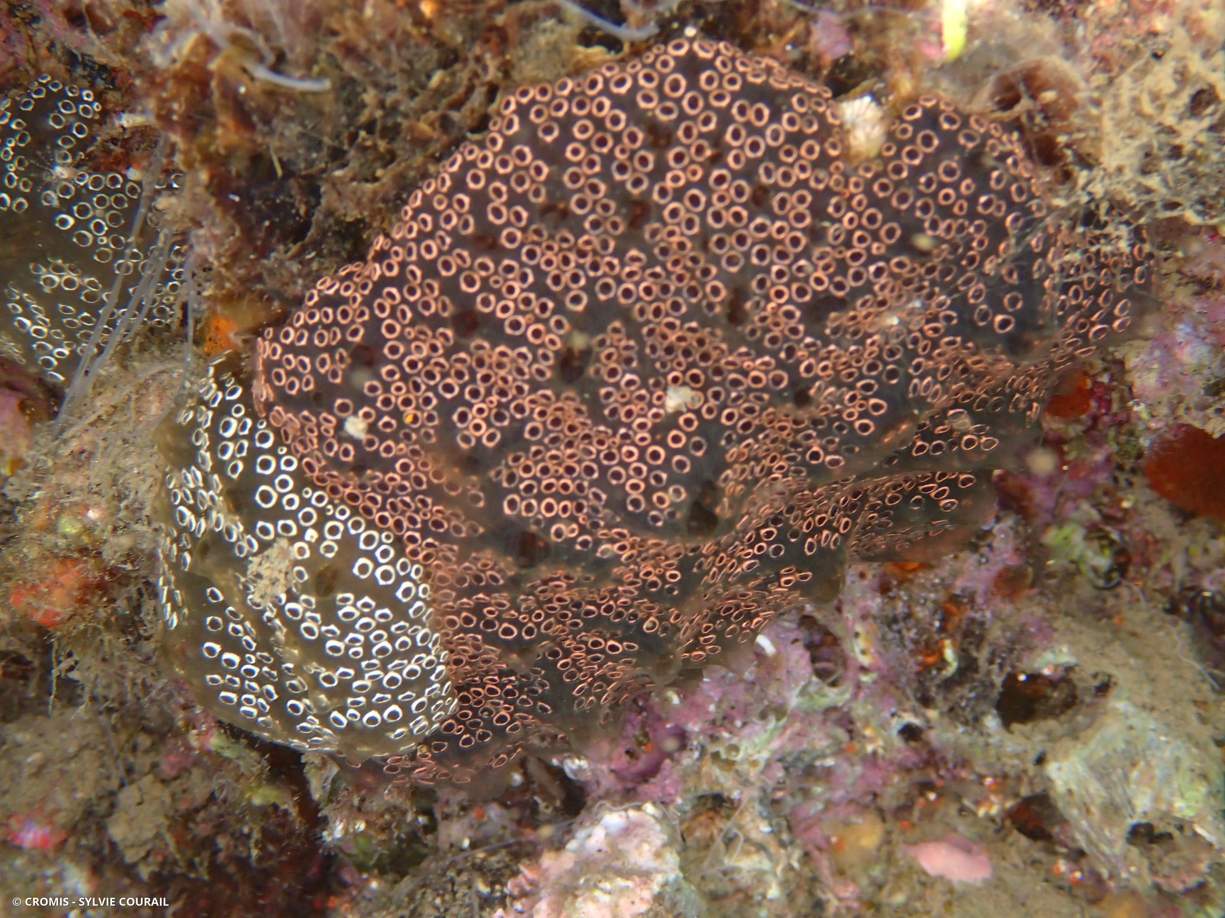 Distaplia des Bermudes