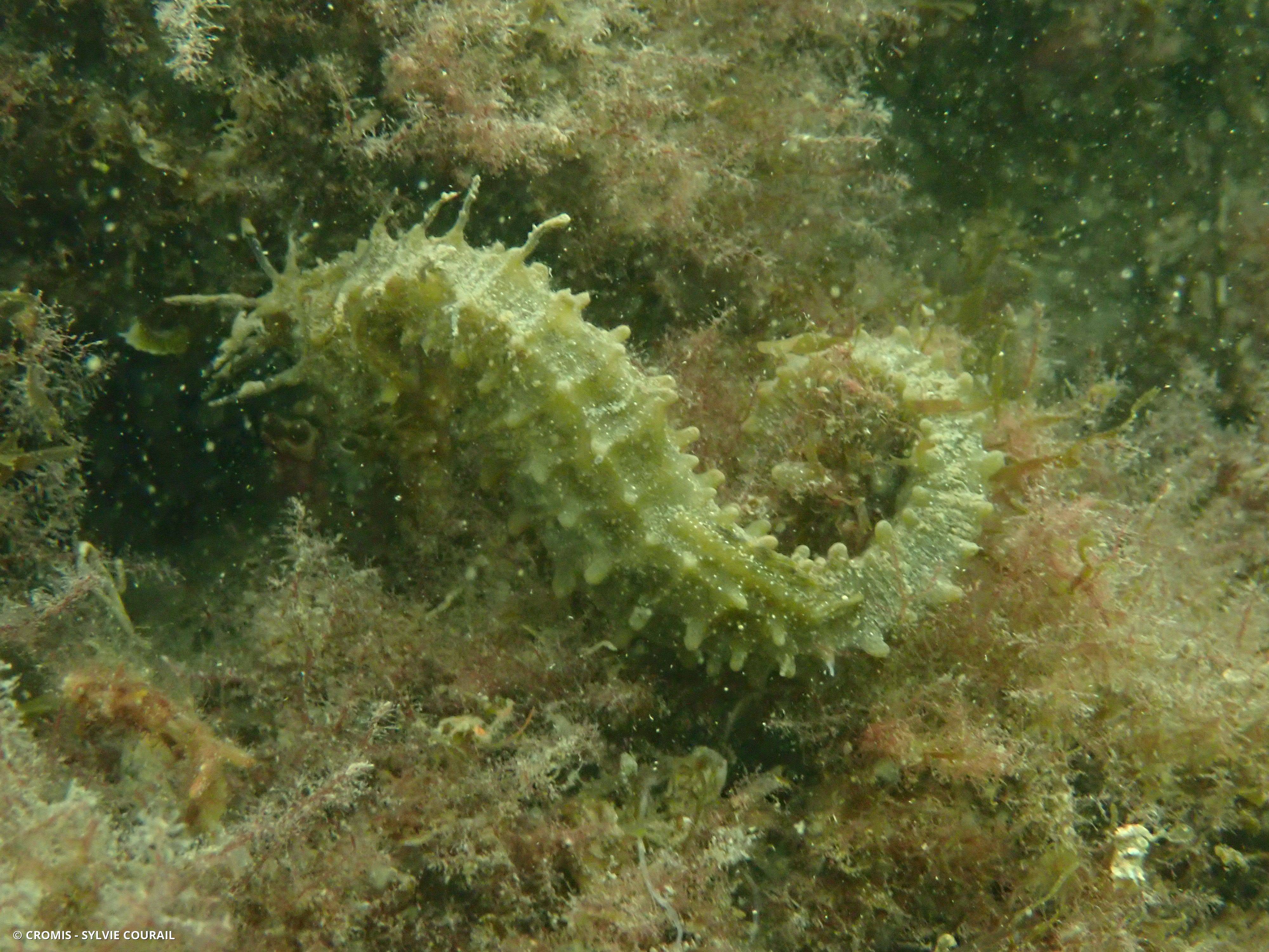 Hippocampe à museau court