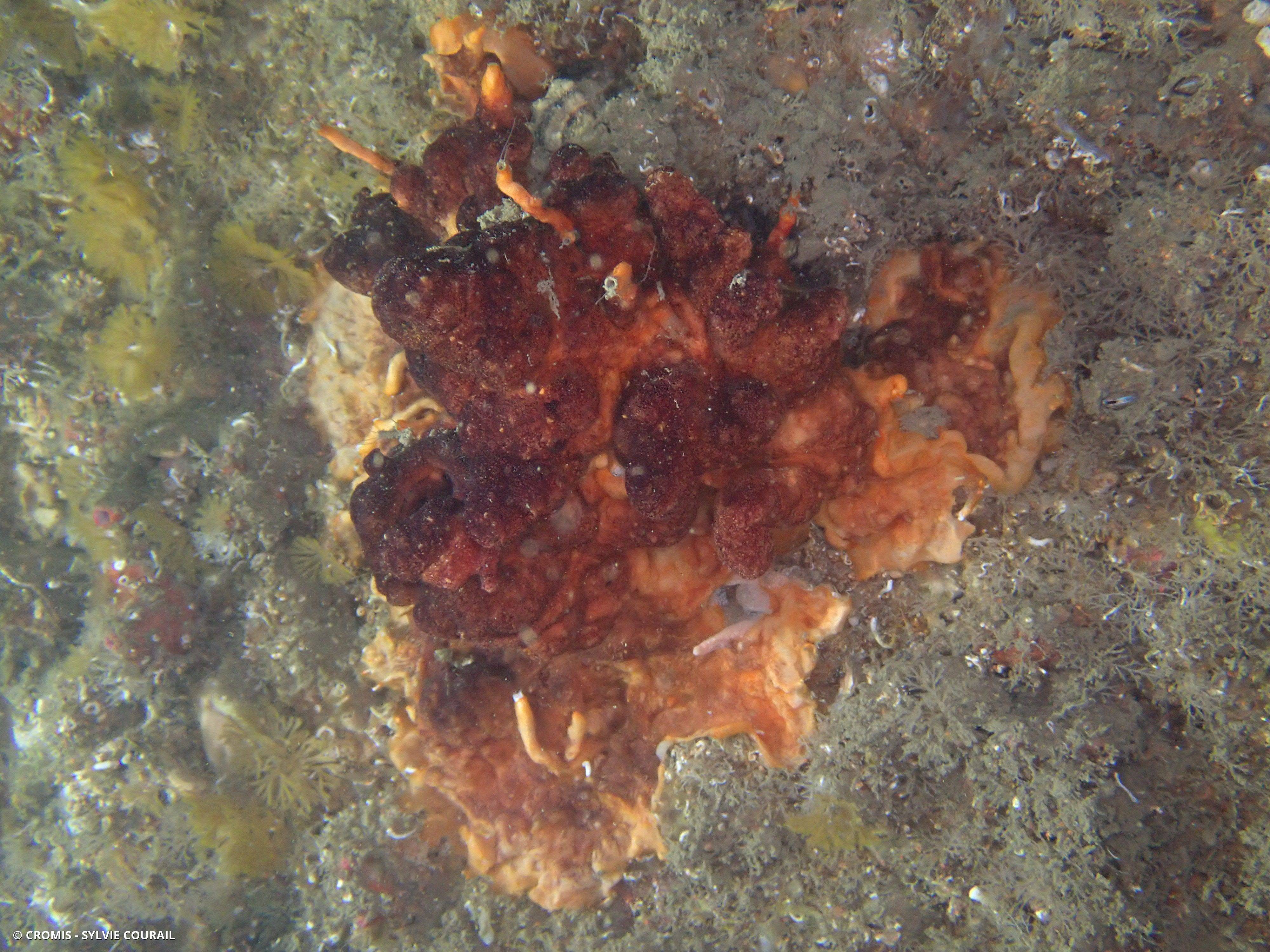 Schizoporella brun