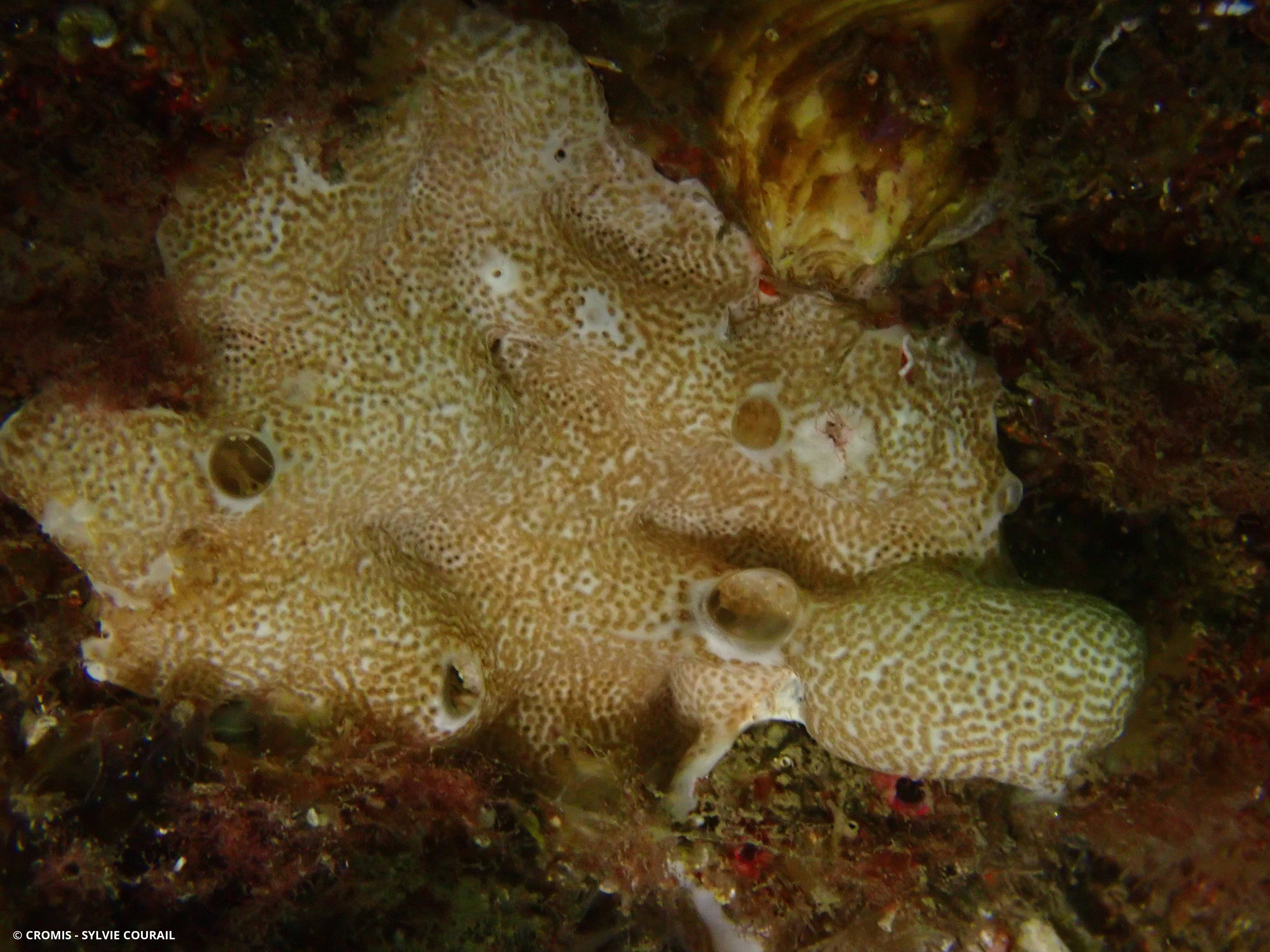 Didemne coriace