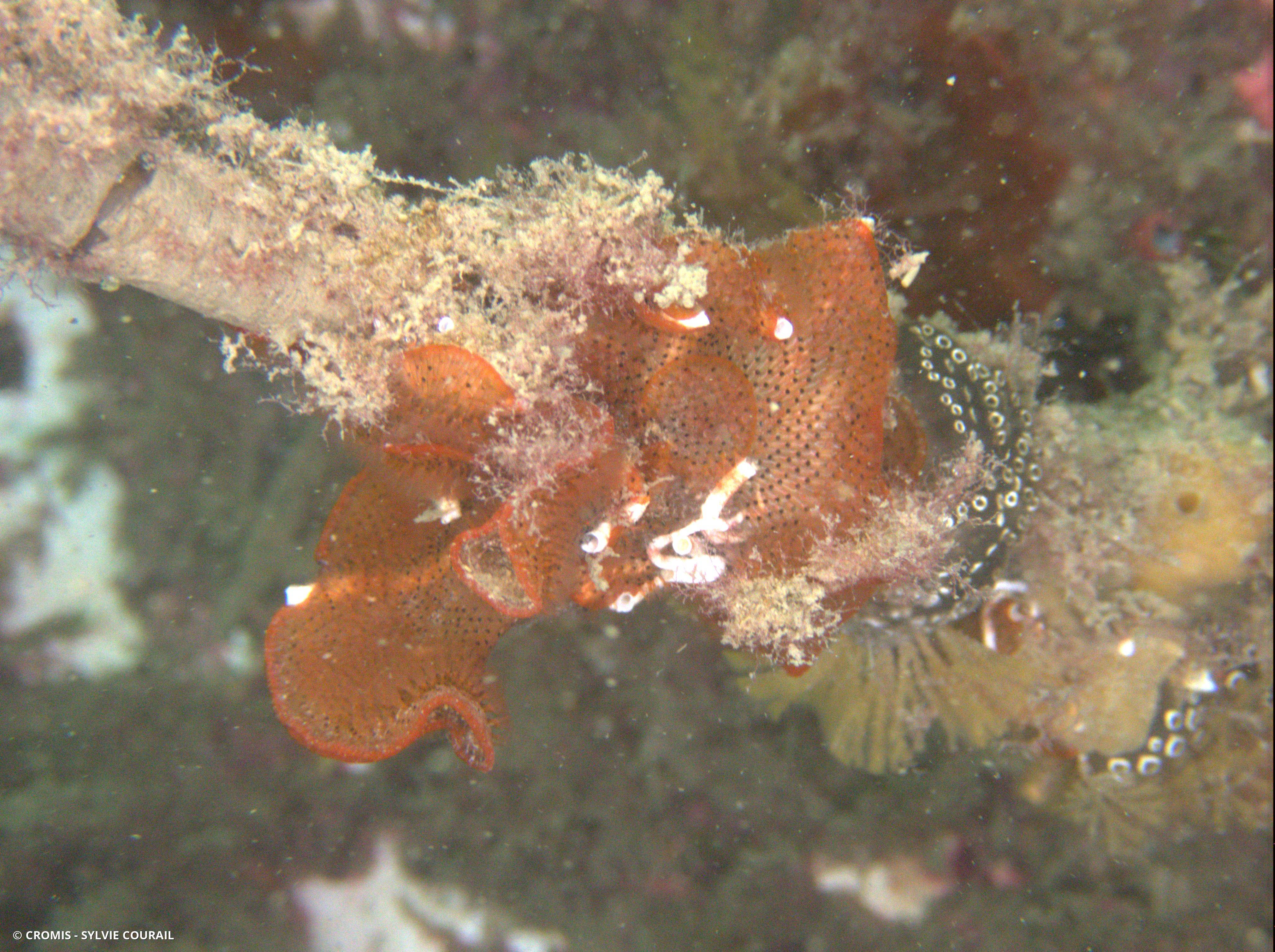 Bryozoaire orange vif et noir à points noirs