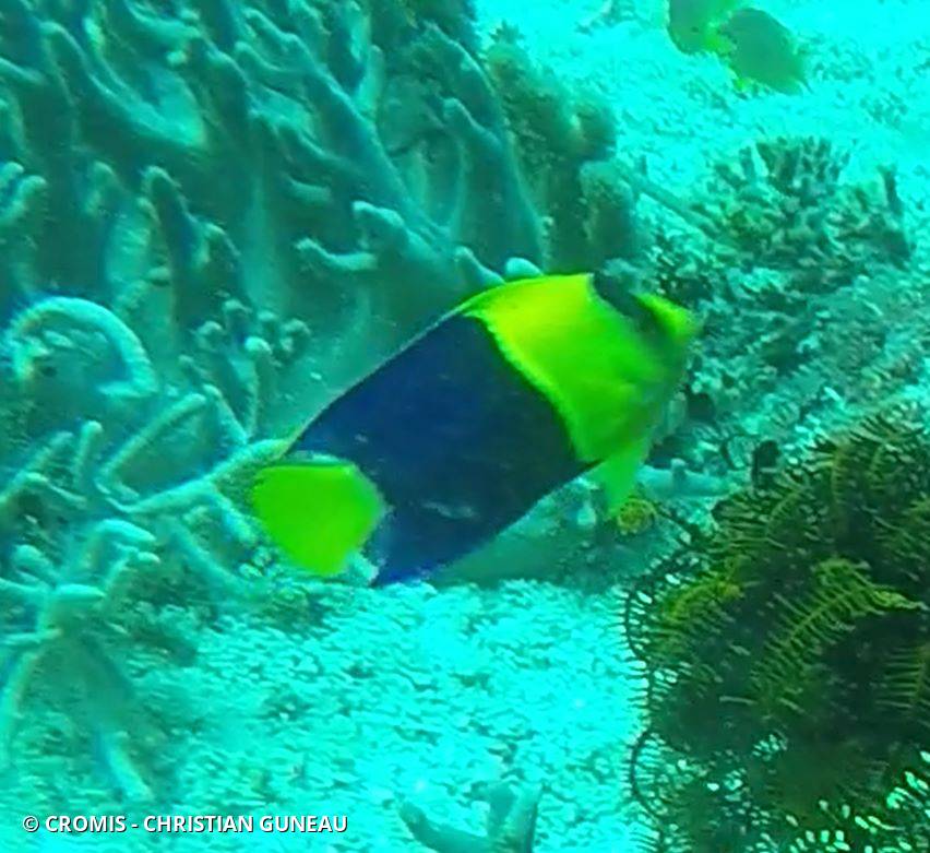 Poisson-ange nain bicolore