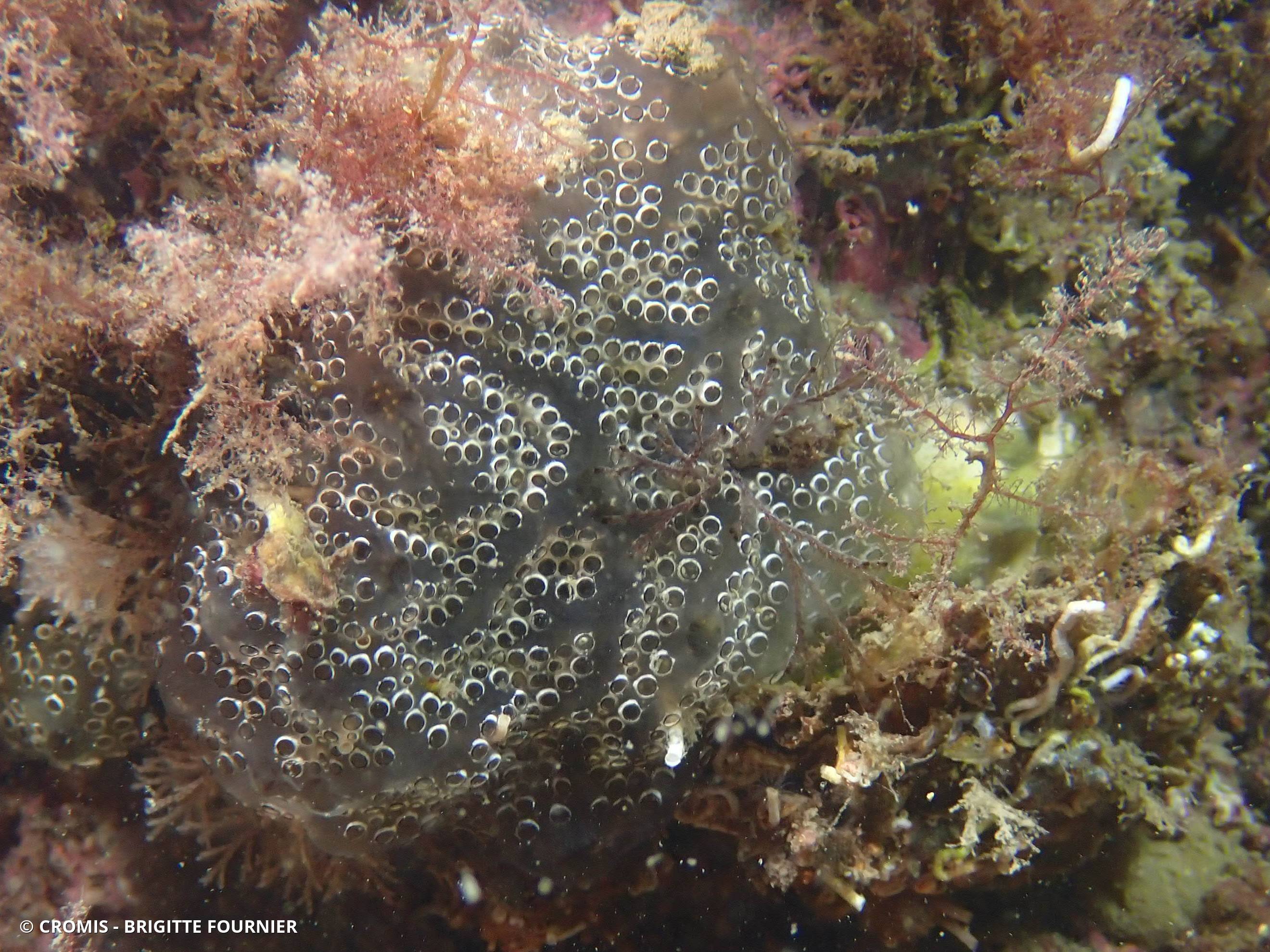 Distaplia des Bermudes