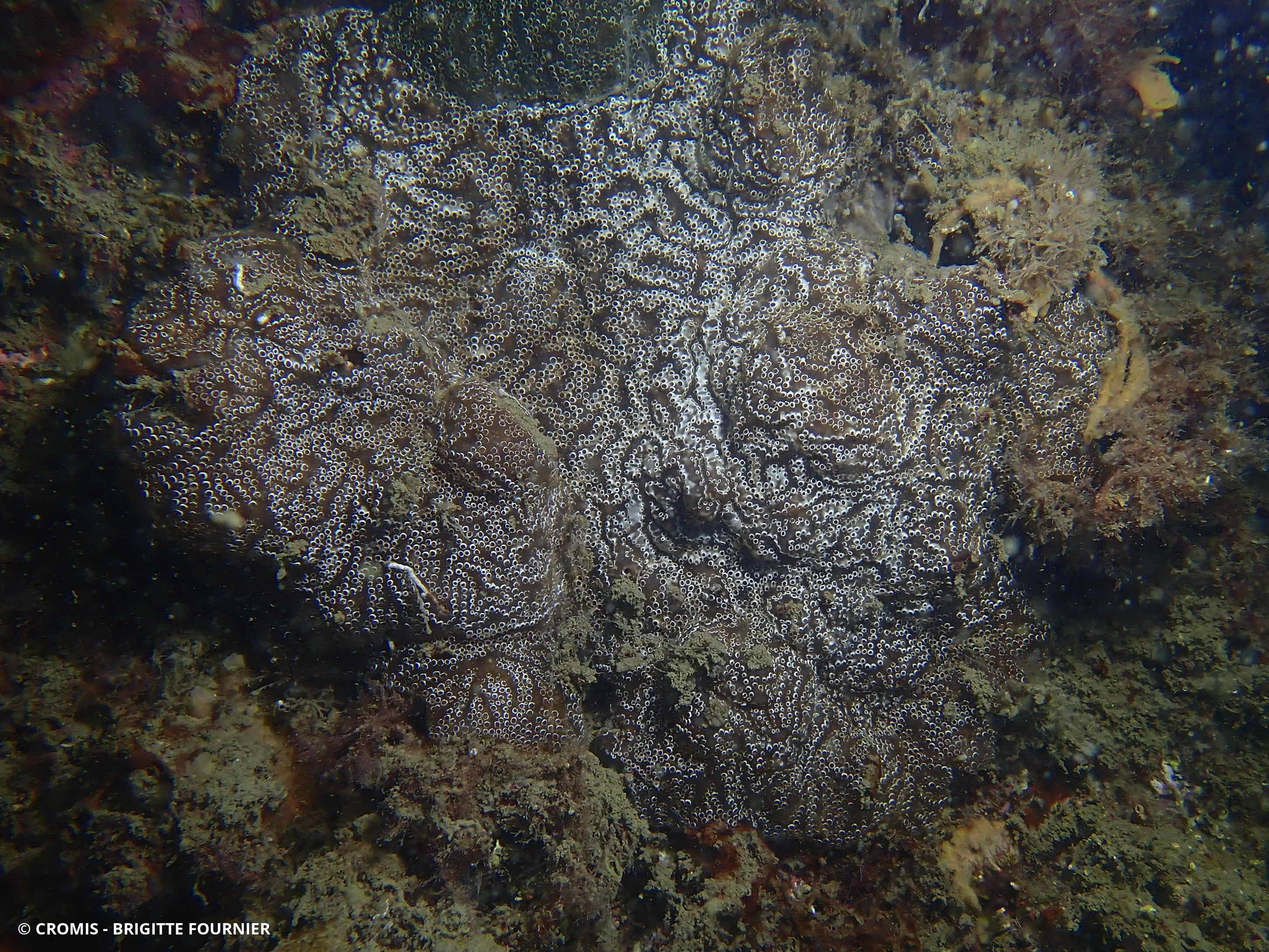 Distaplia des Bermudes