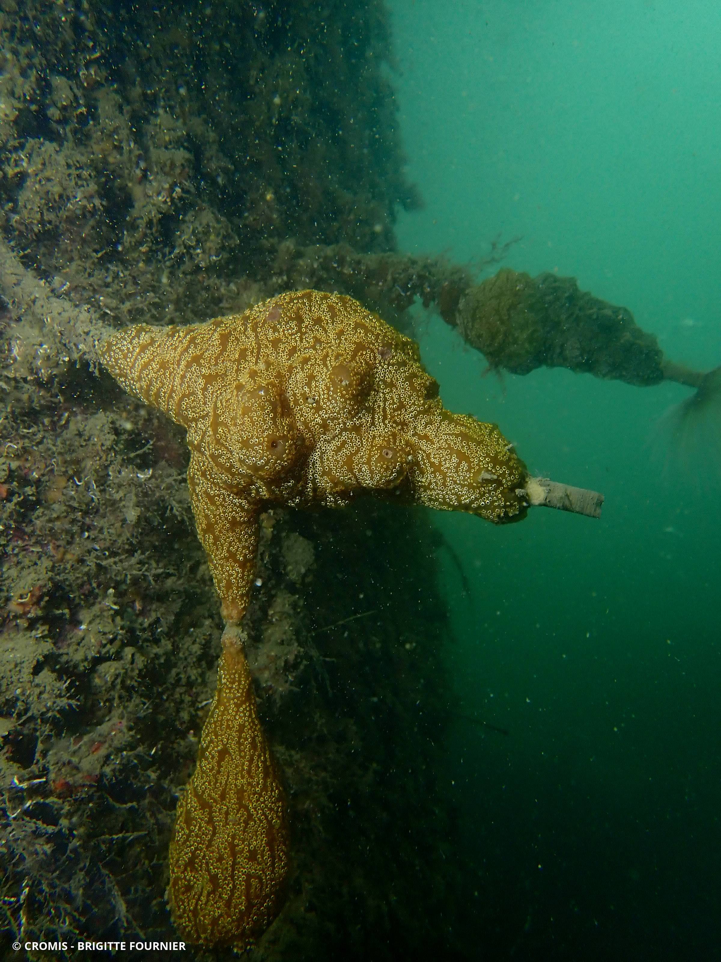Distaplia des Bermudes