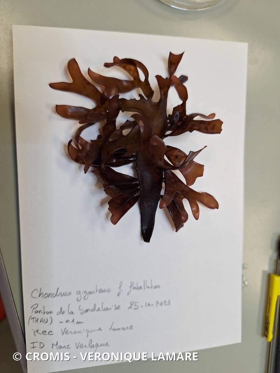 Chondrus géant forme flabellée