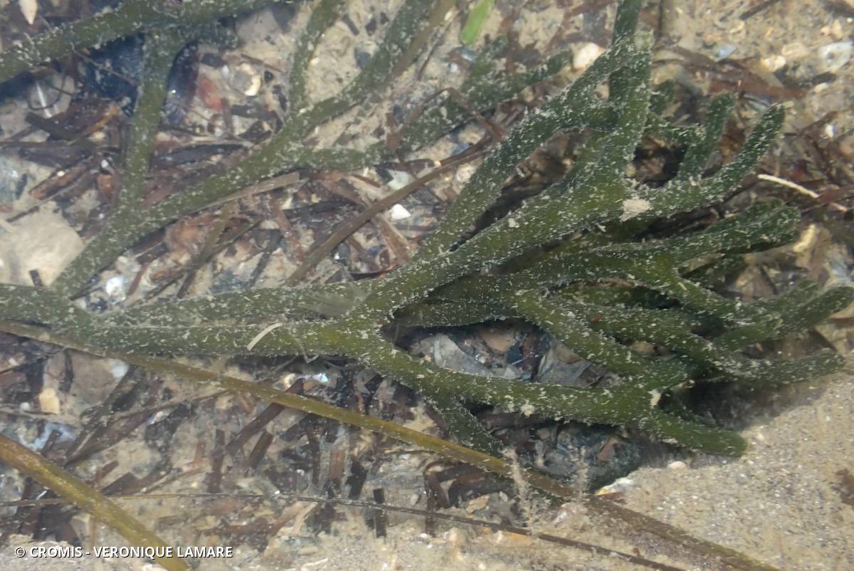 Codium fragile
