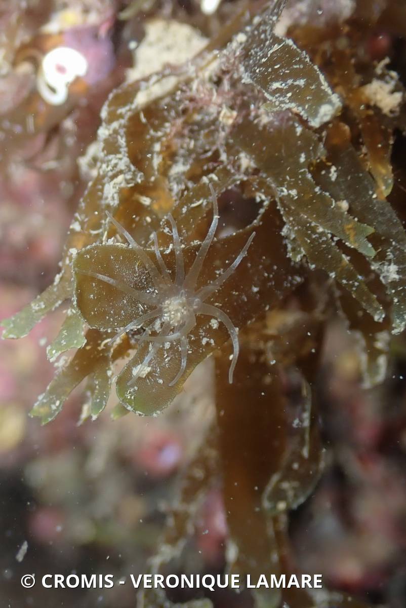 Dictyote d'Okamura