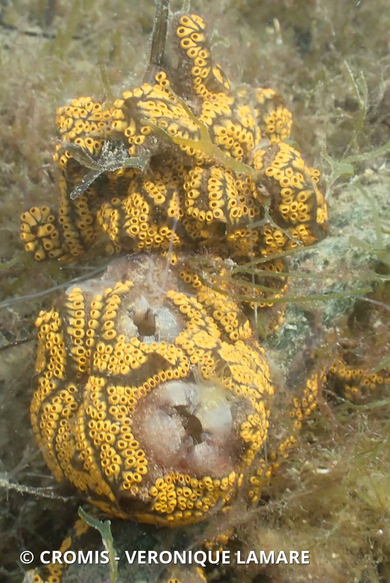 Botrylles