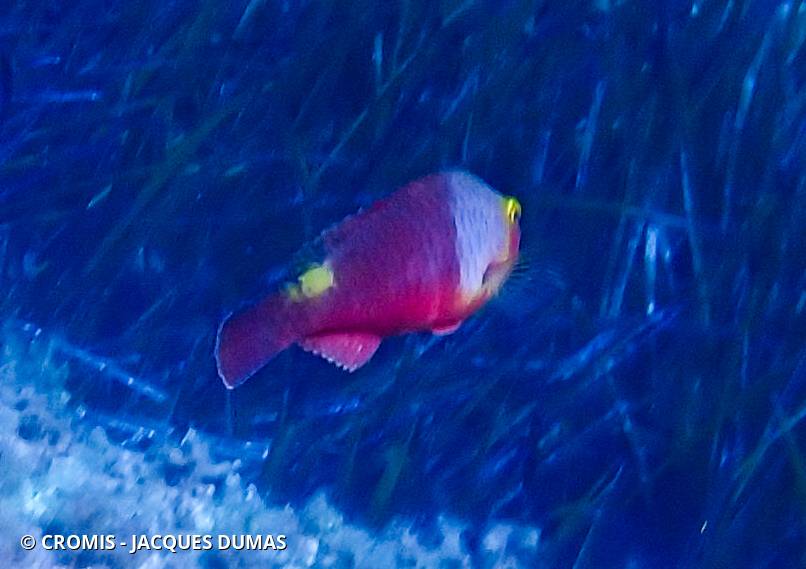 Poisson-perroquet méditerranéen