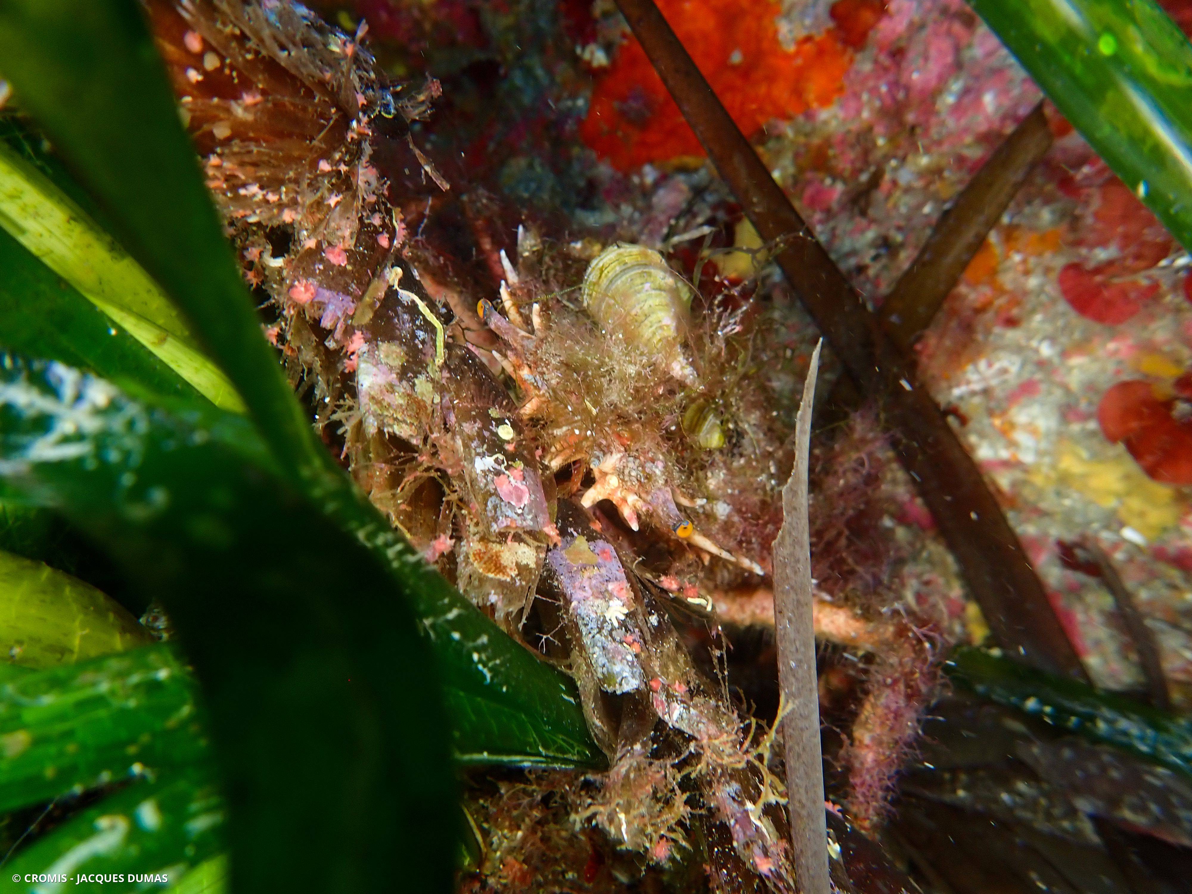 Petite araignée de mer