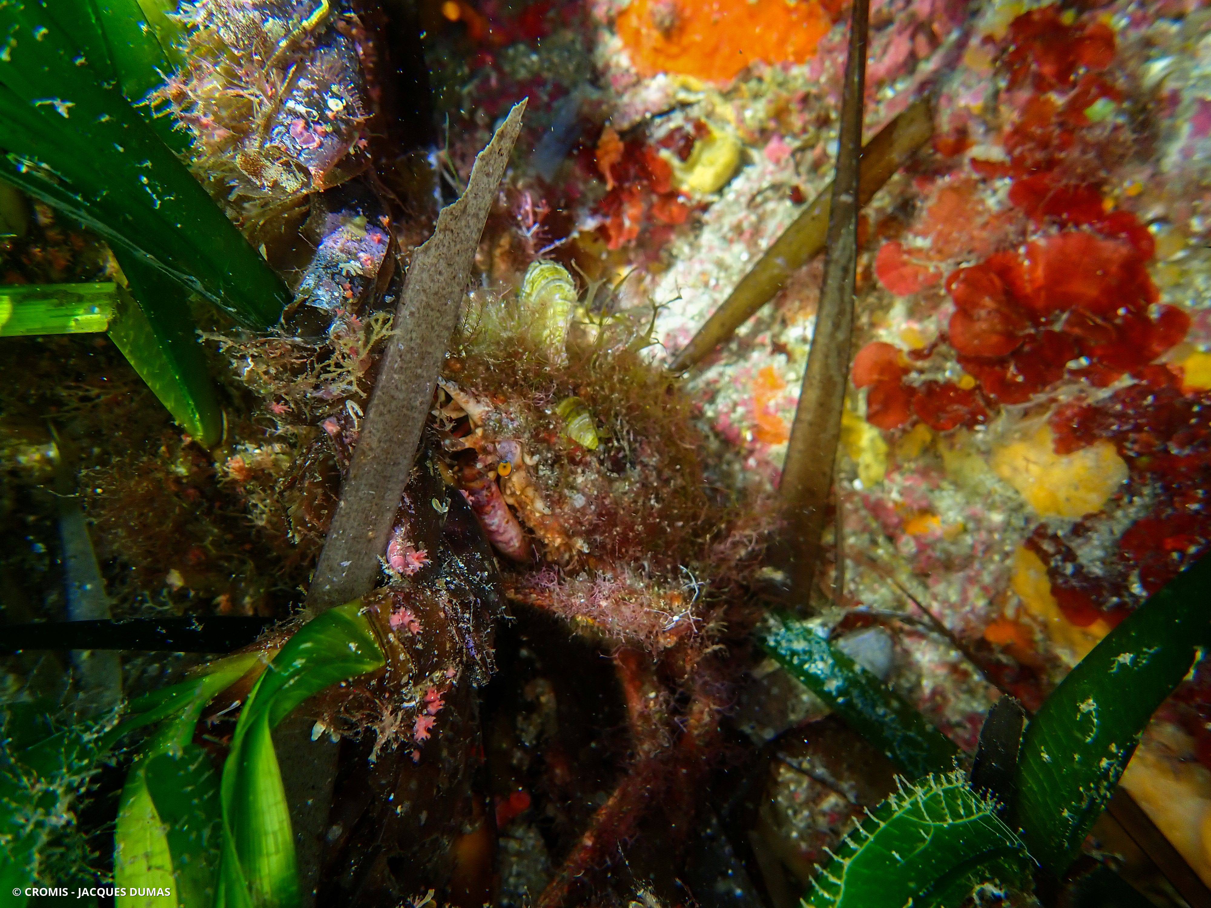 Foraminifère rouge
