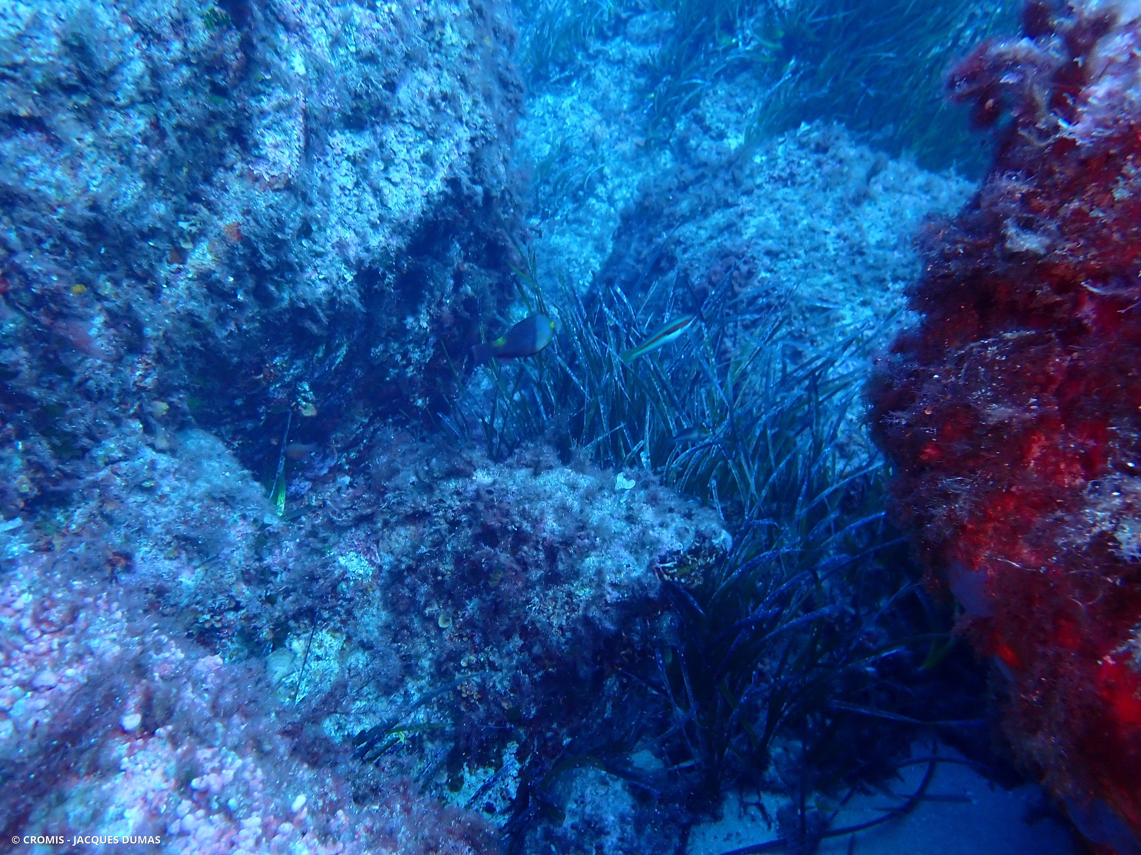 Poisson-perroquet méditerranéen