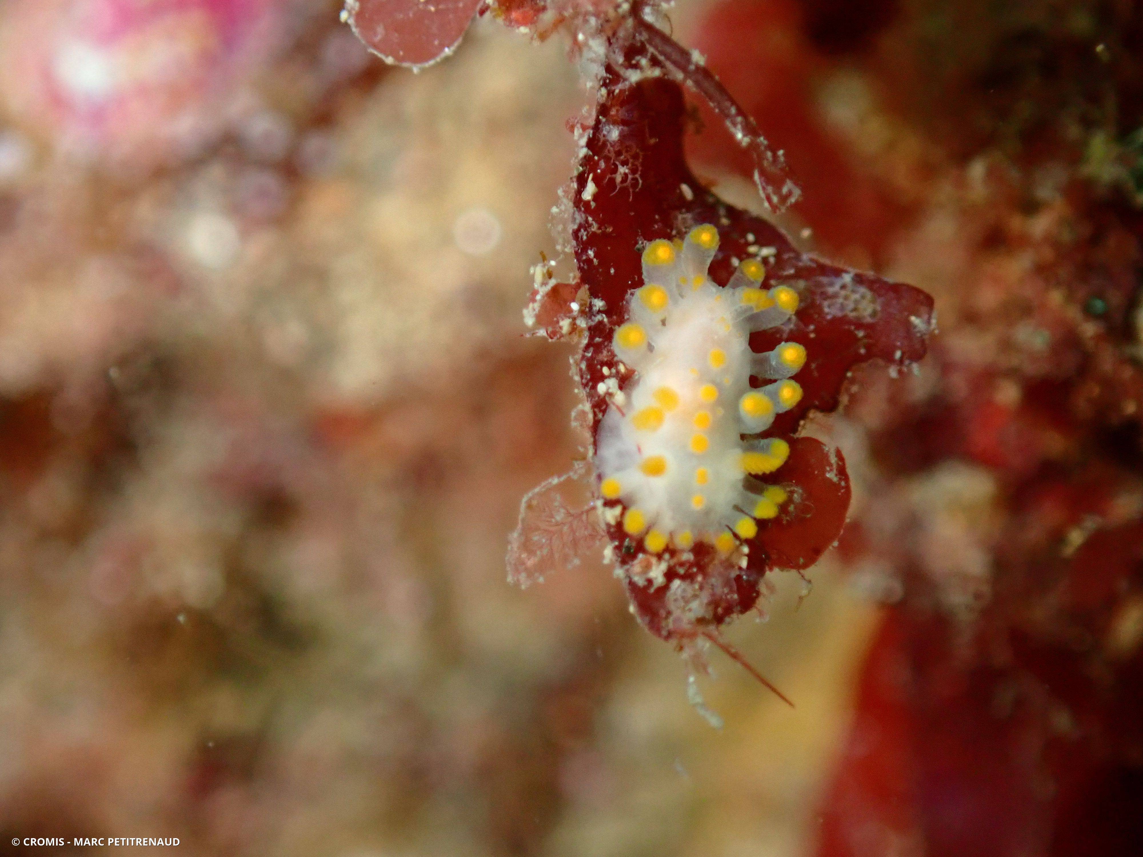 Limacia clavigère