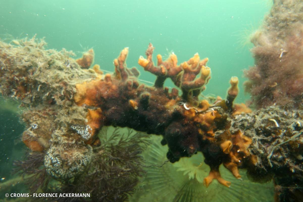Schizoporella brun