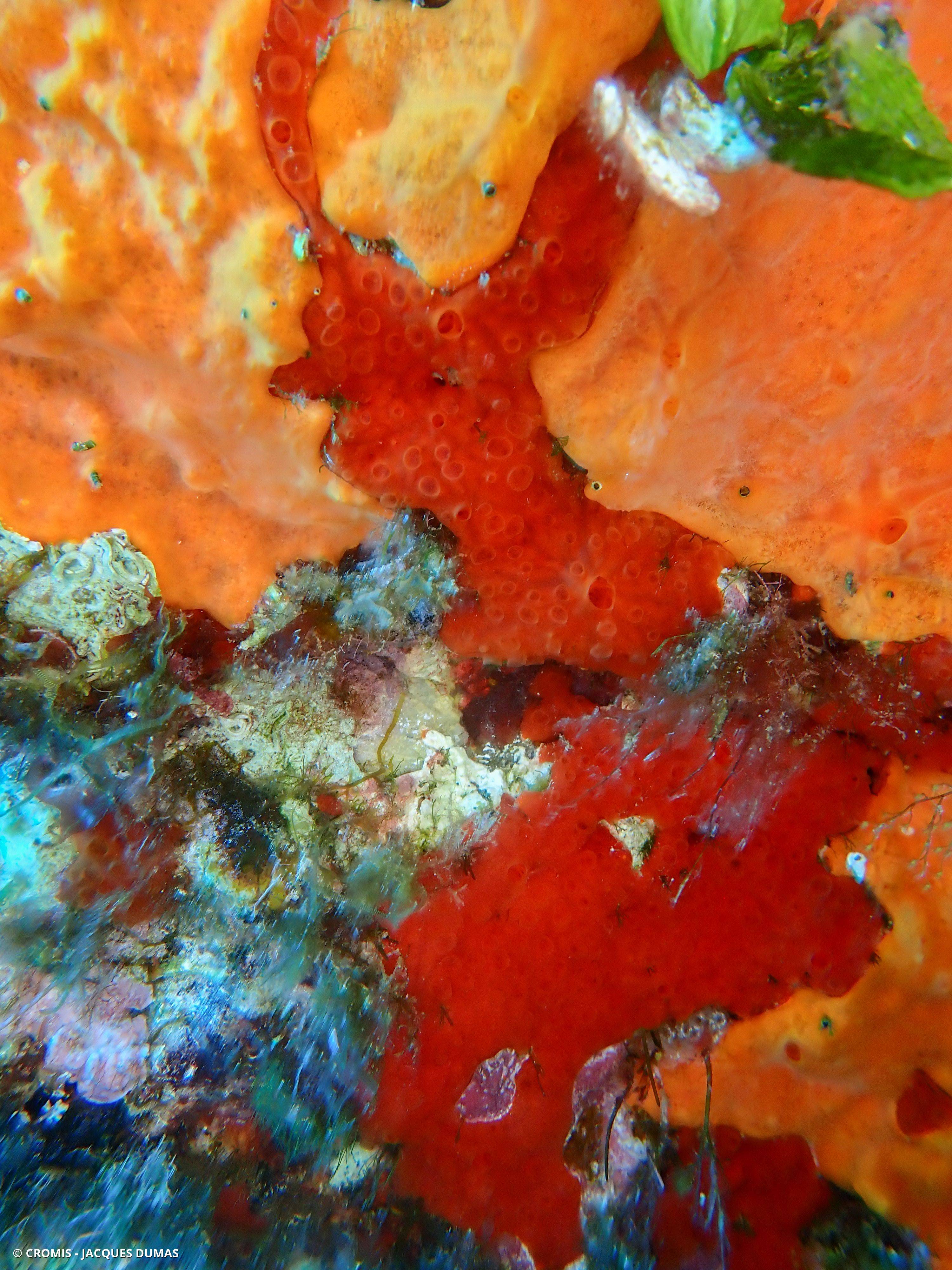 Eponge rouge à cratères