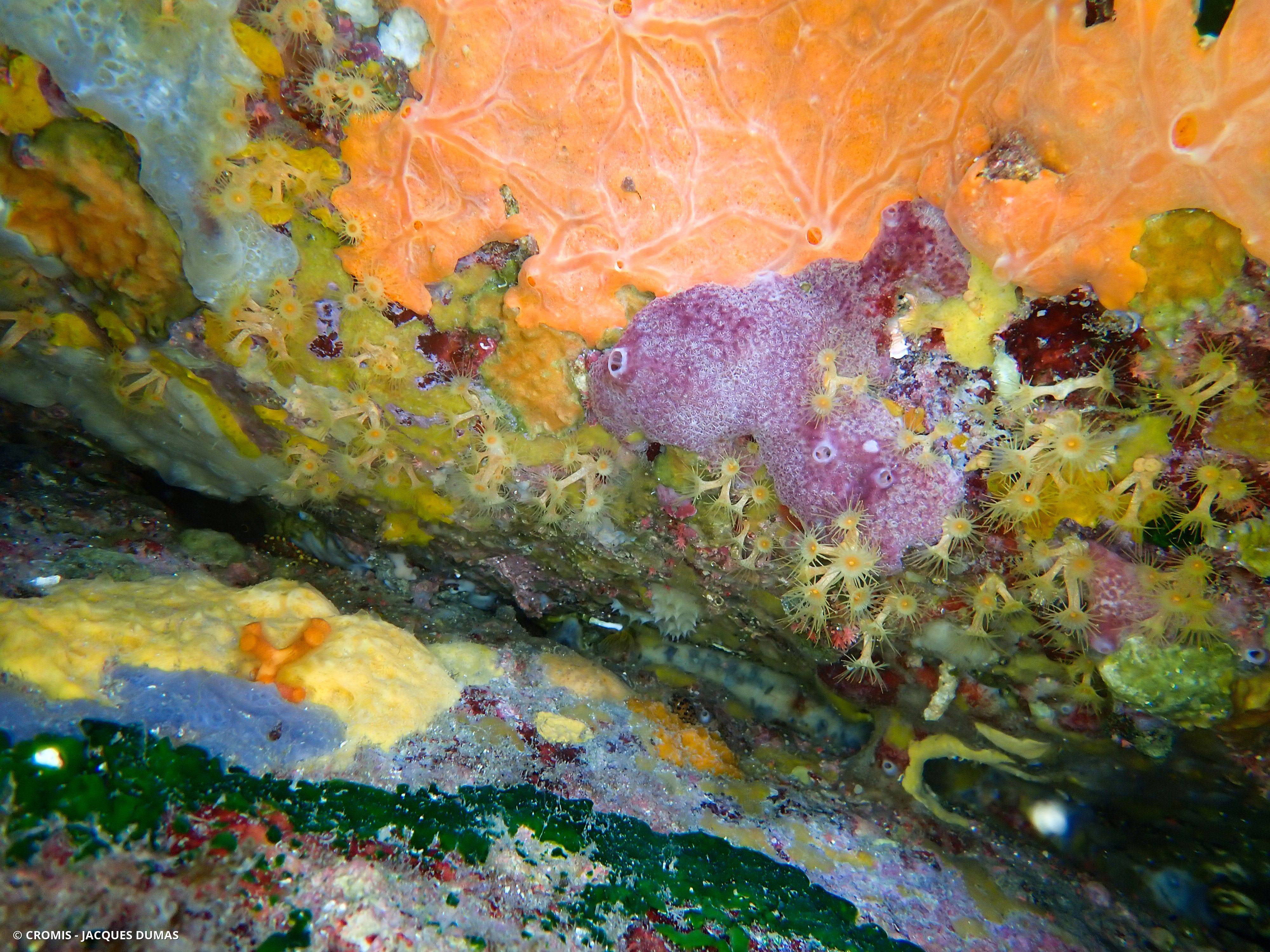 Ircinie variable
