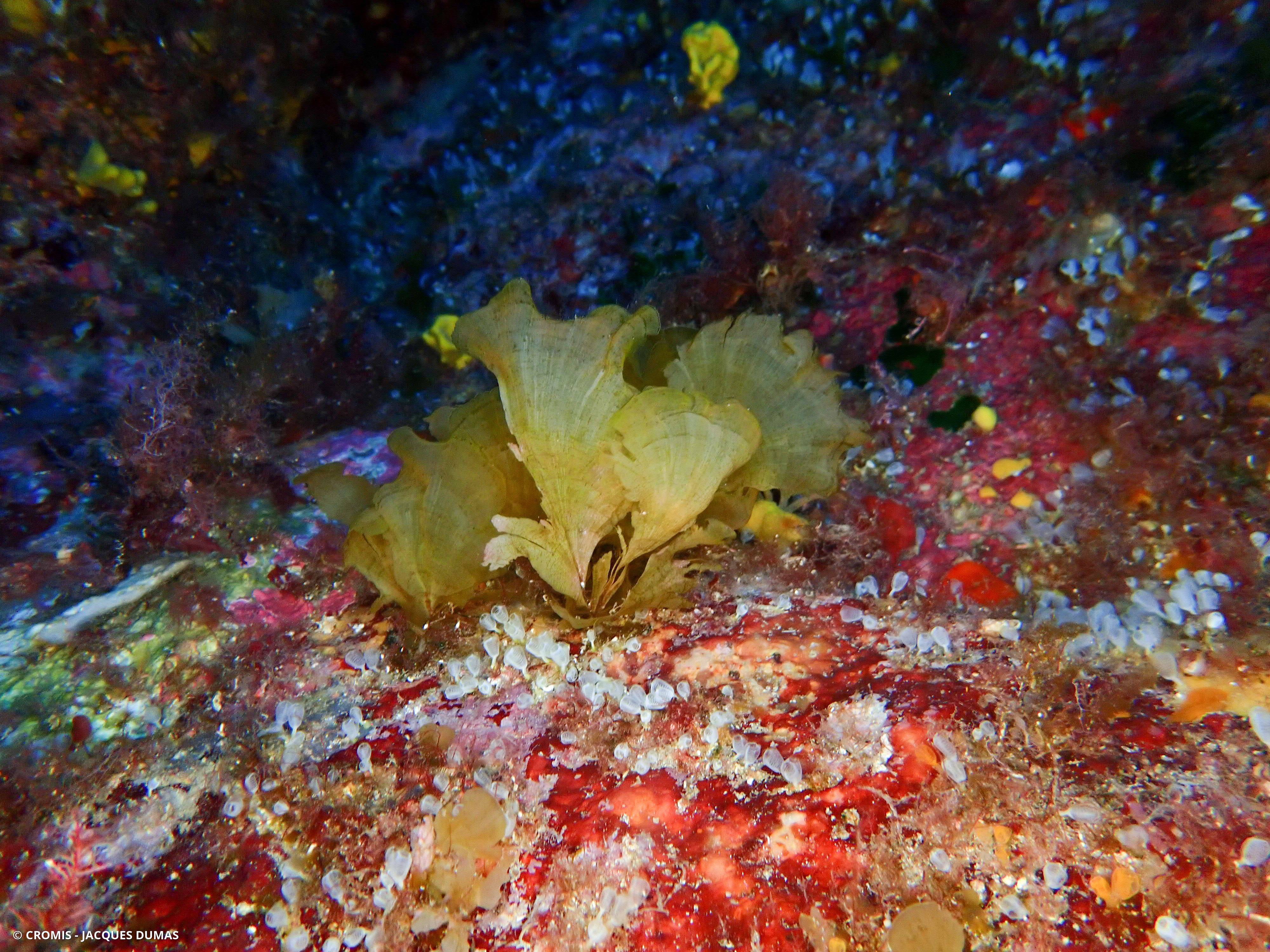 Zonée jaune