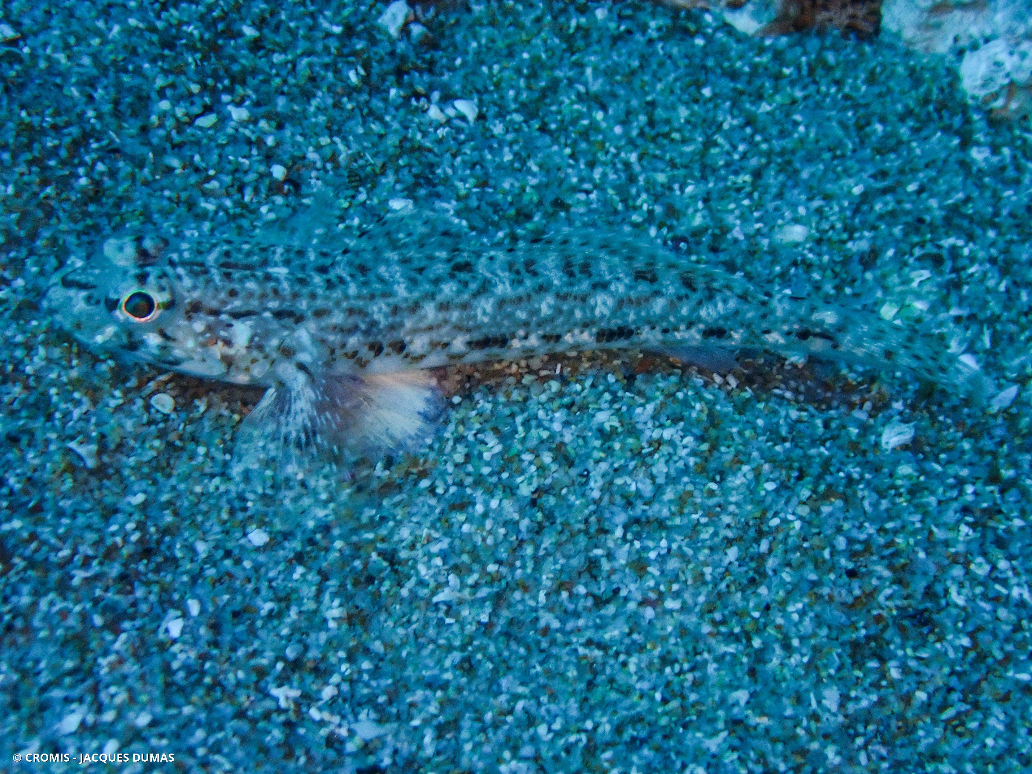 Gobie à joues poreuses
