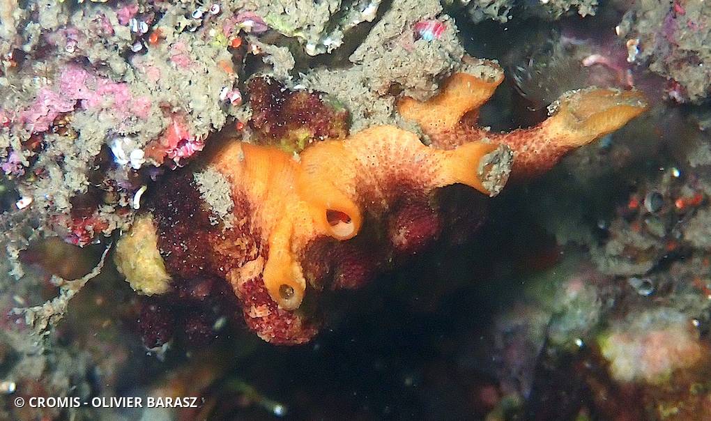 Schizoporella brun