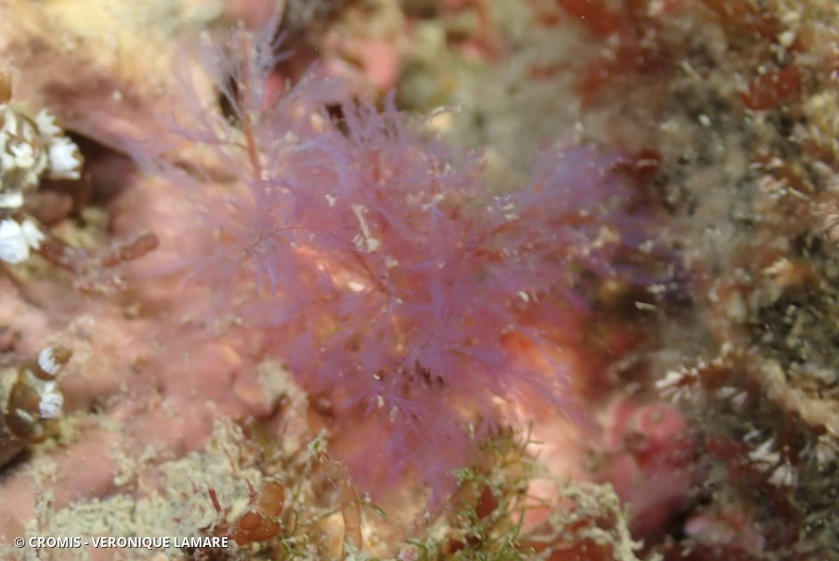 Seirospore de Giraudy