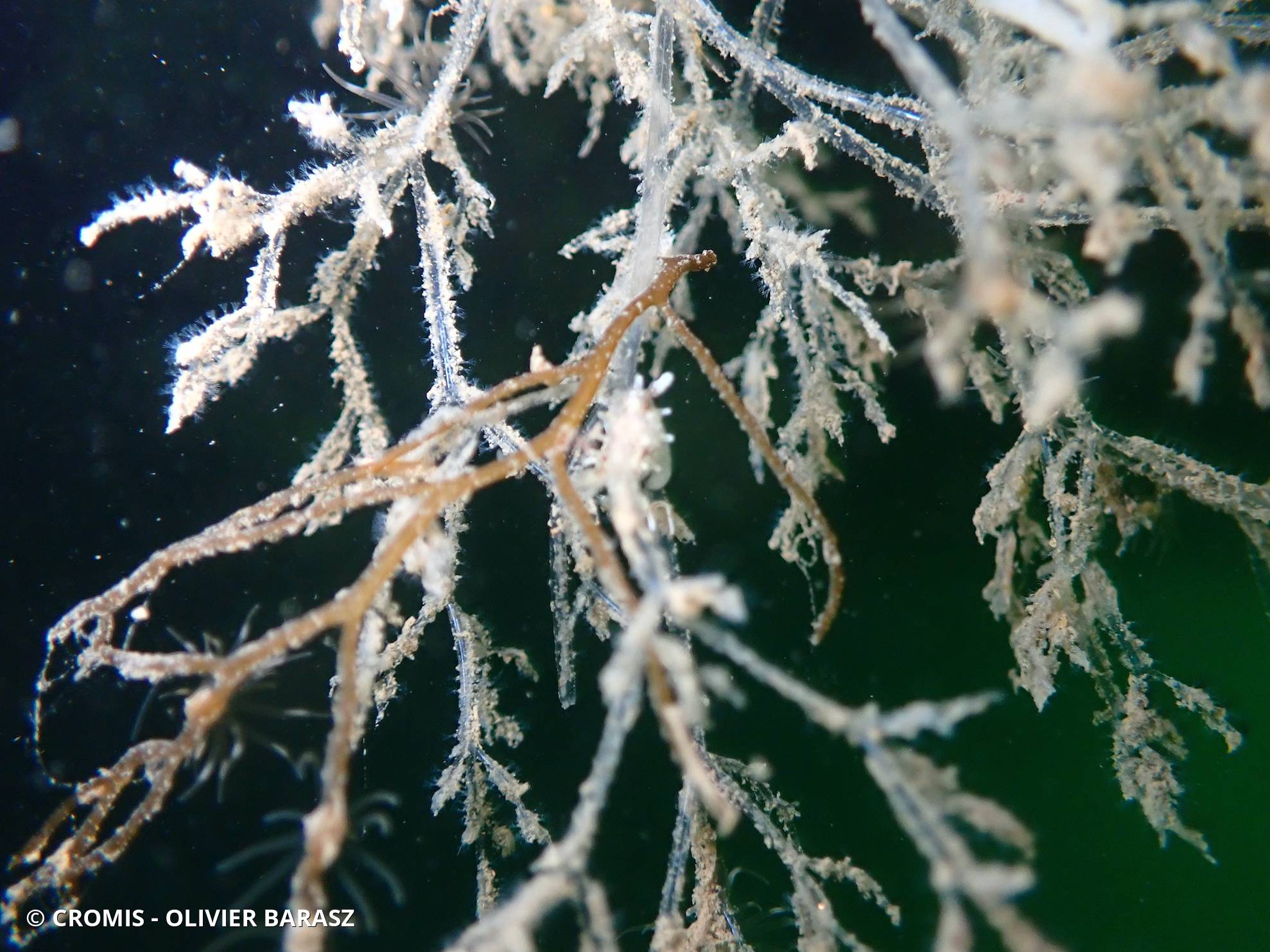 Bryozoaire spaghetti