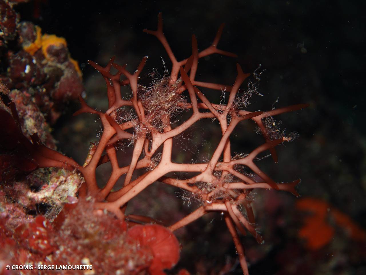 Algue branchue cartilagineuse