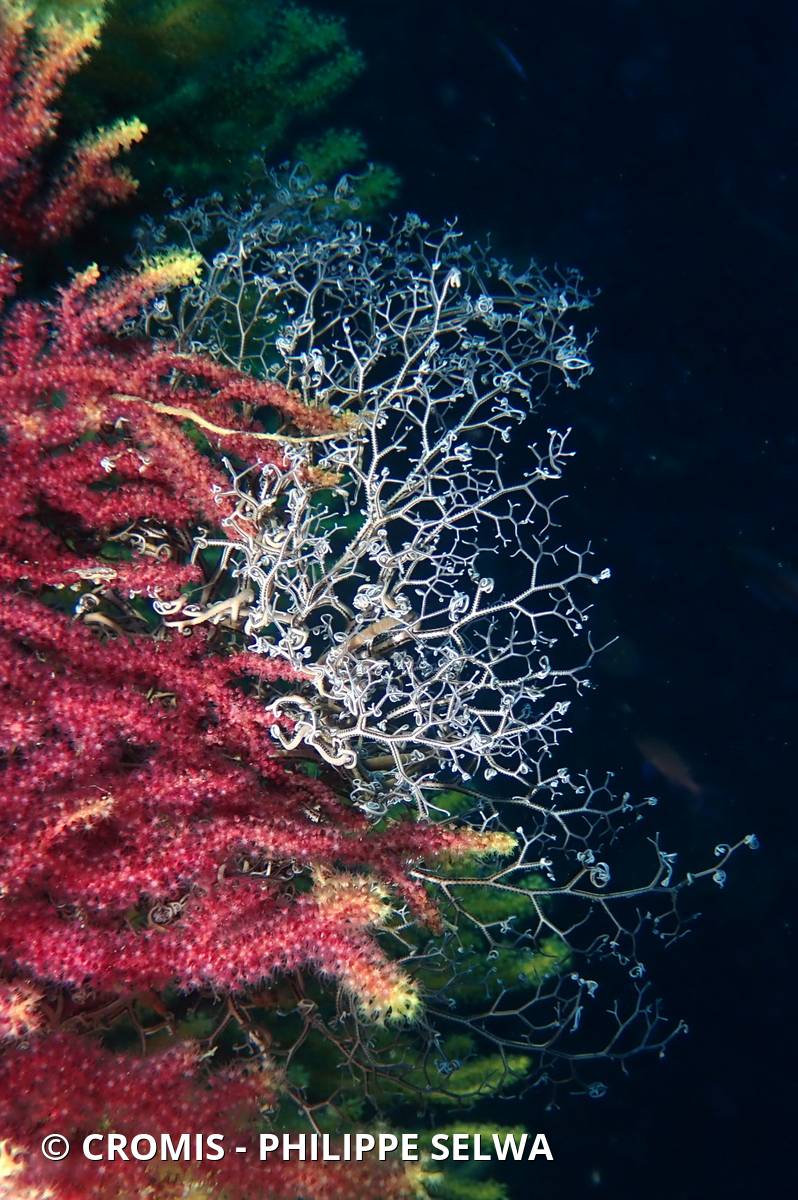 Gorgonocéphale