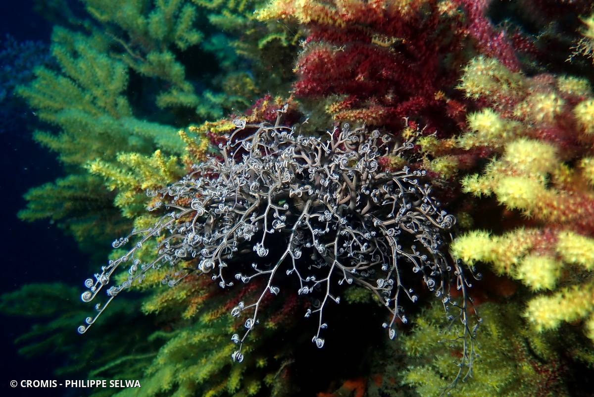 Gorgonocéphale