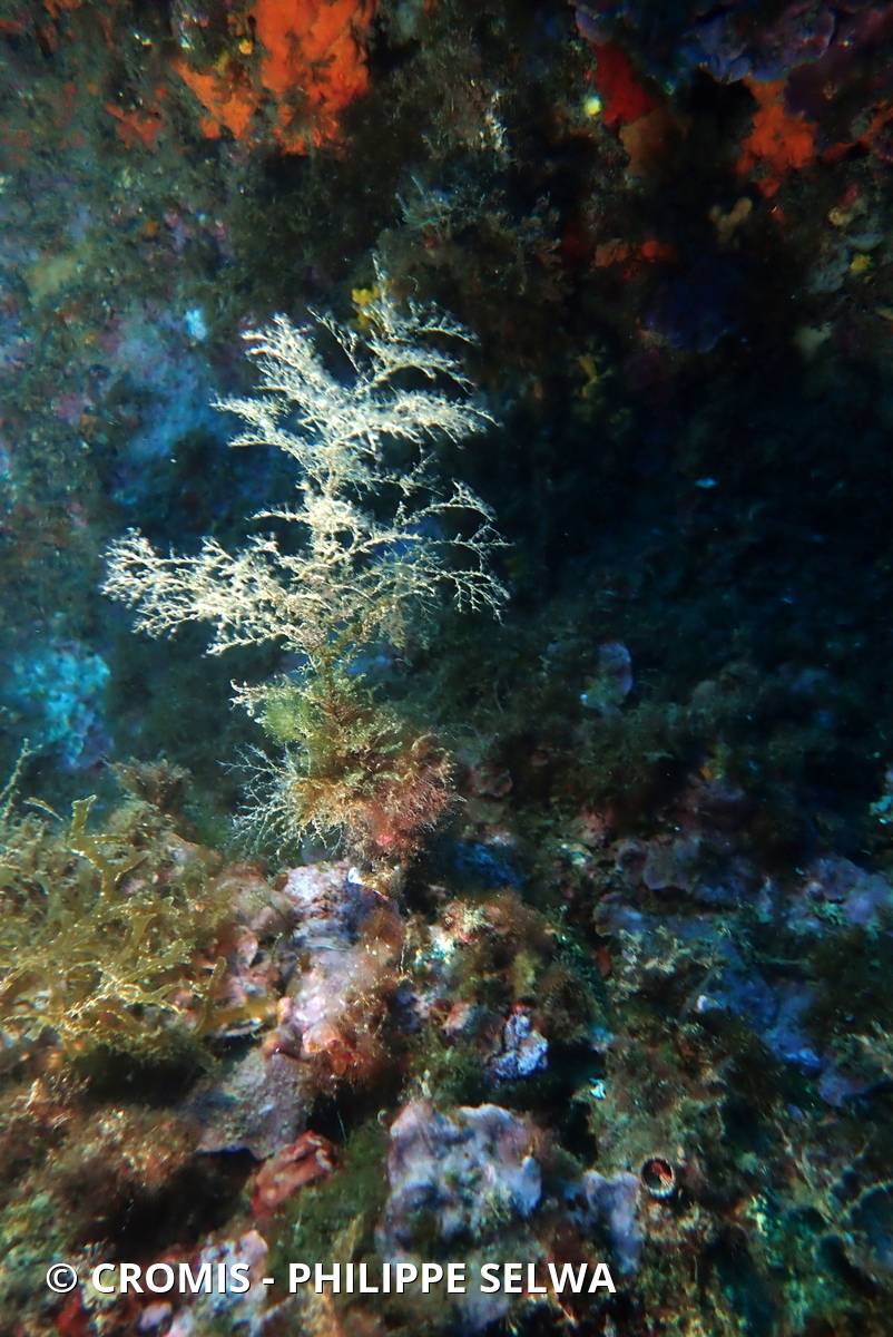 Eudendriums de Méditerranée