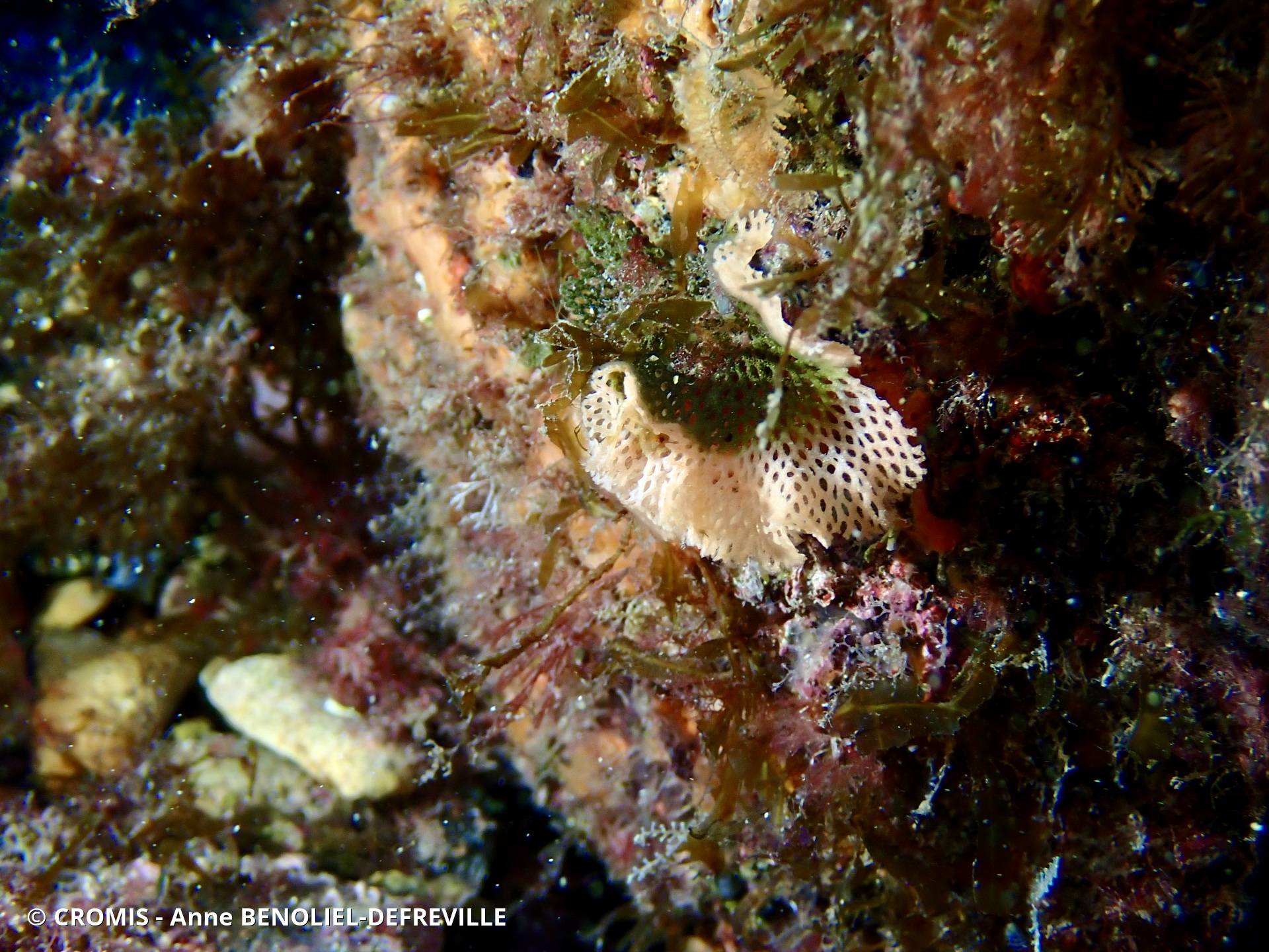 Dentelle de Neptune